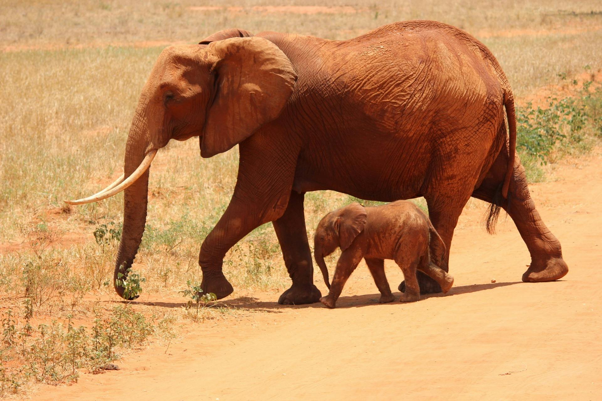 Image result for elephant calf