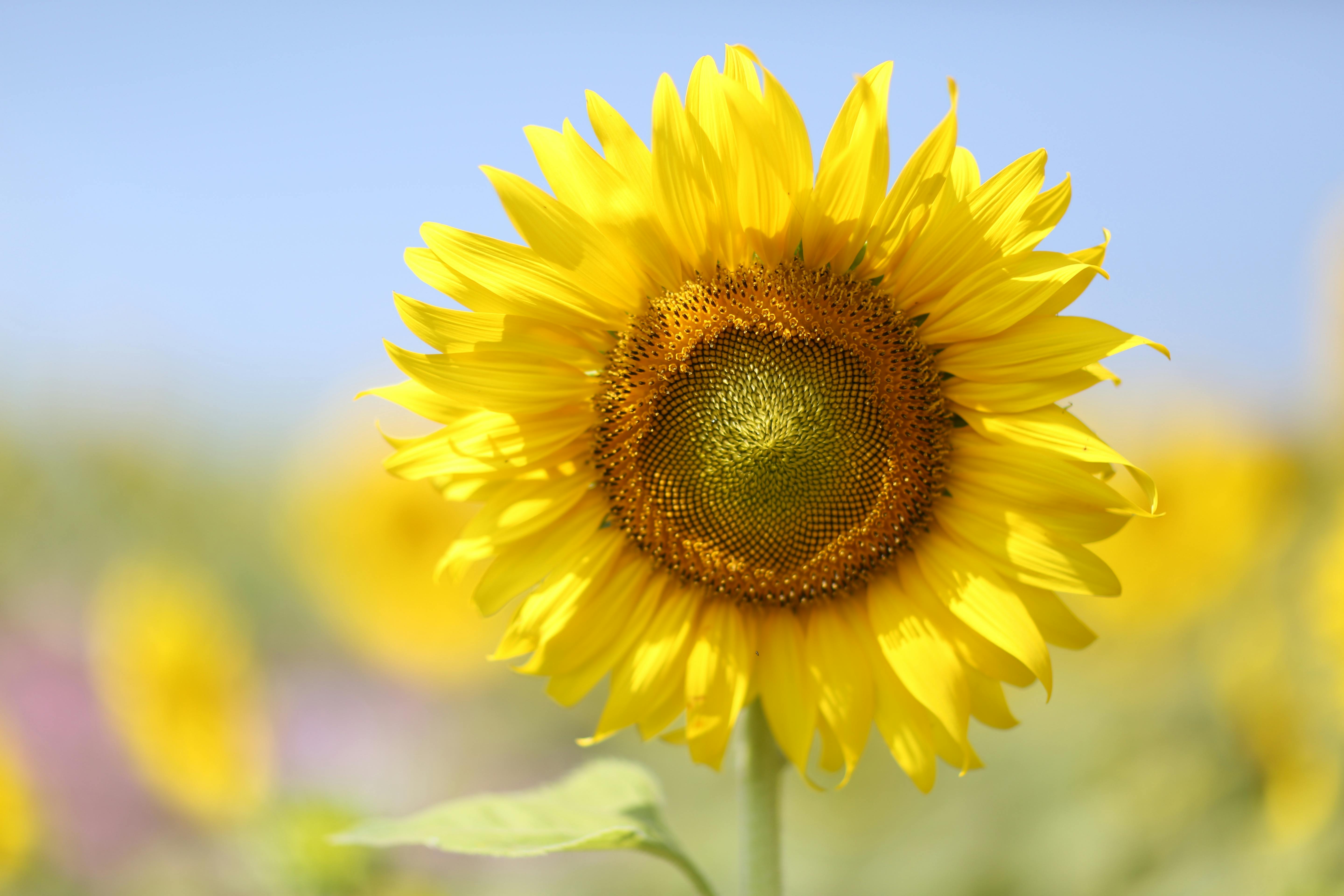 Sunflower Bloom · Free Stock Photo