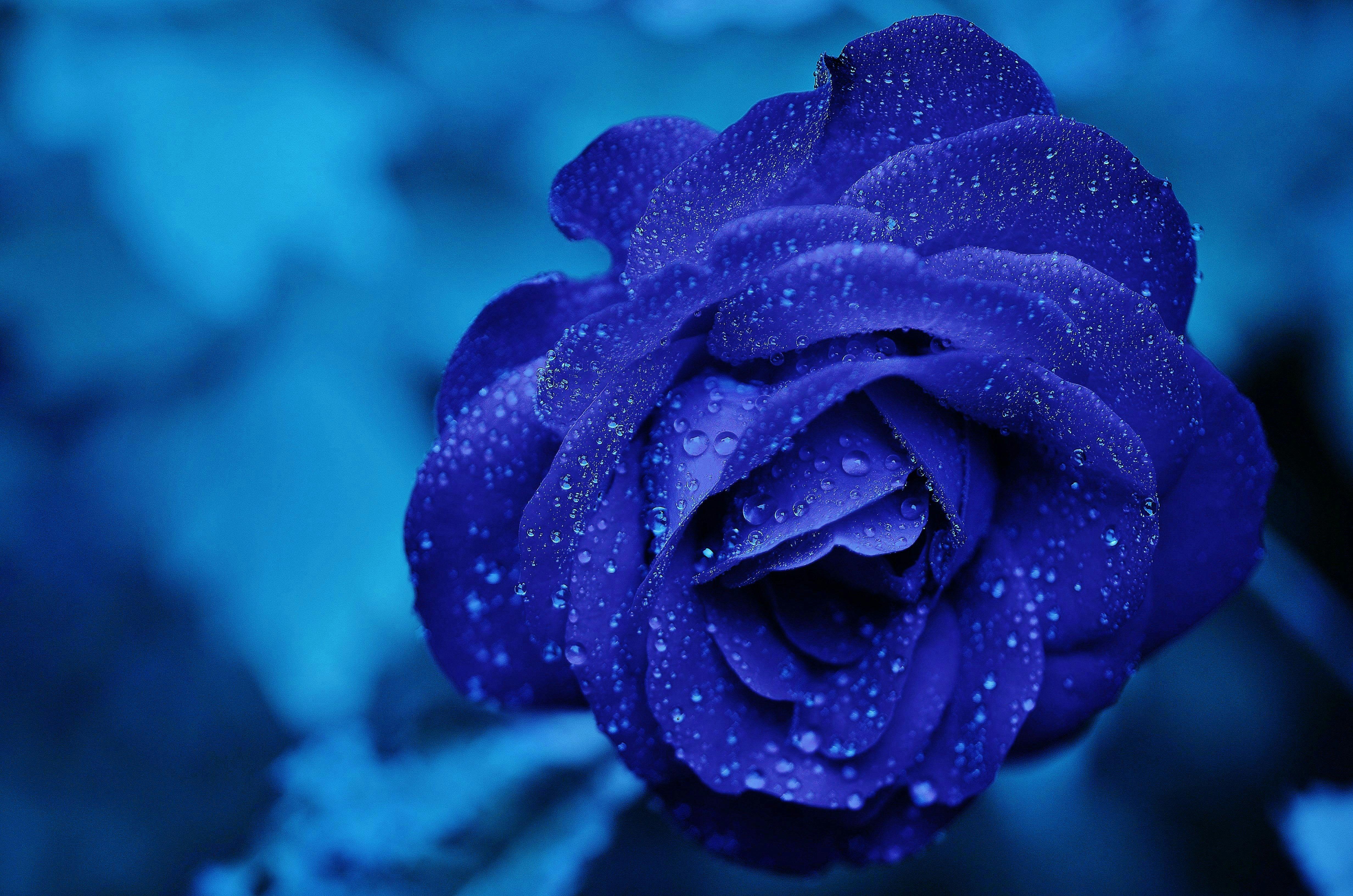 rose-blue-flower-rose-blooms-67636.jpeg (4928×3264)