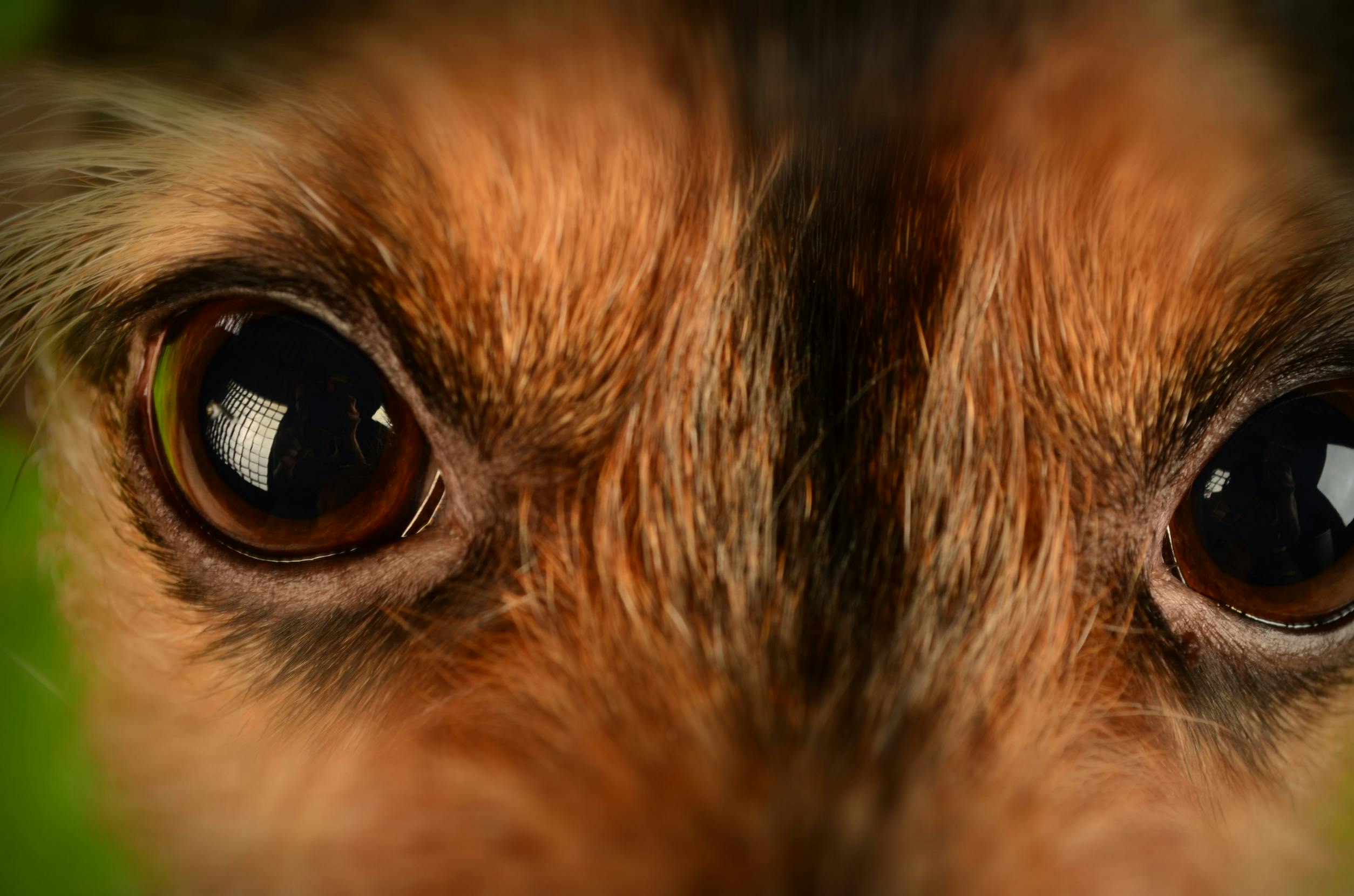 Brown and Black Animal Eyes · Free Stock Photo