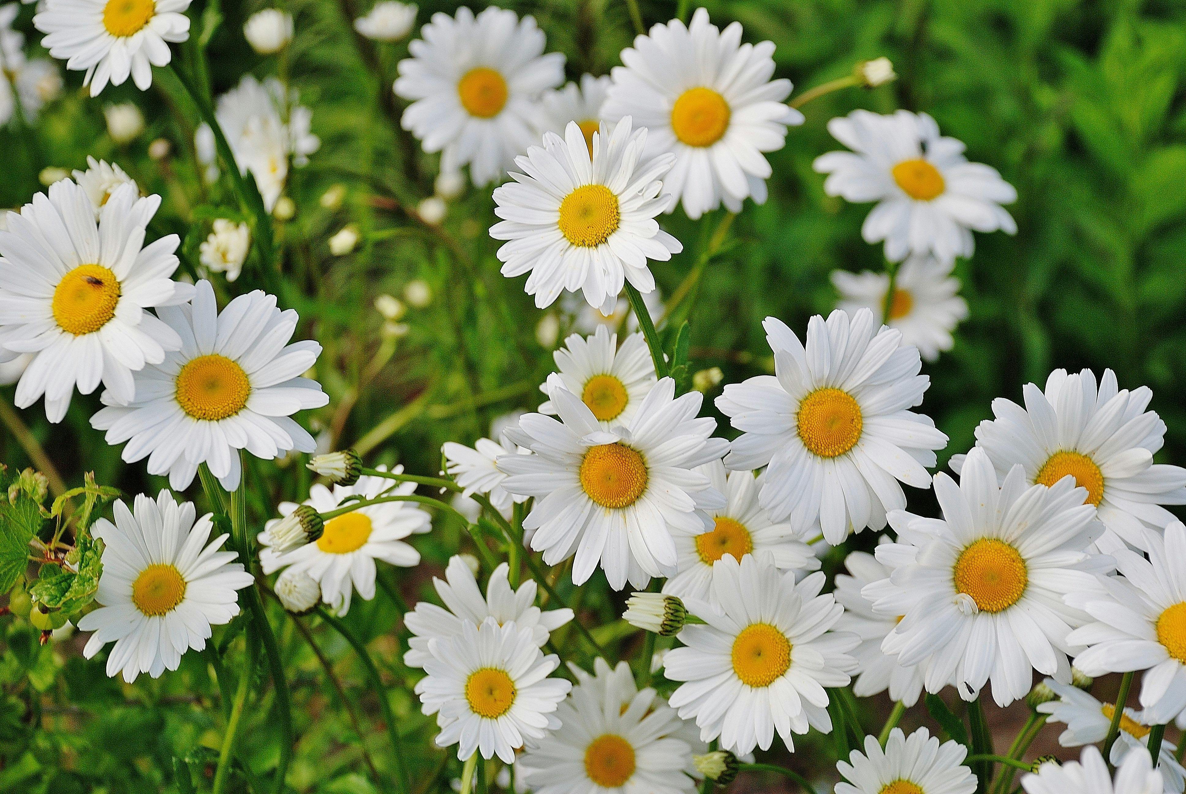 daisy-flower-spring-marguerite-67857.jpeg (3872×2592)