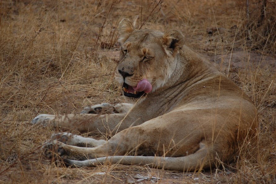 Lioness Sticking Tongue Out While Lying on Ground