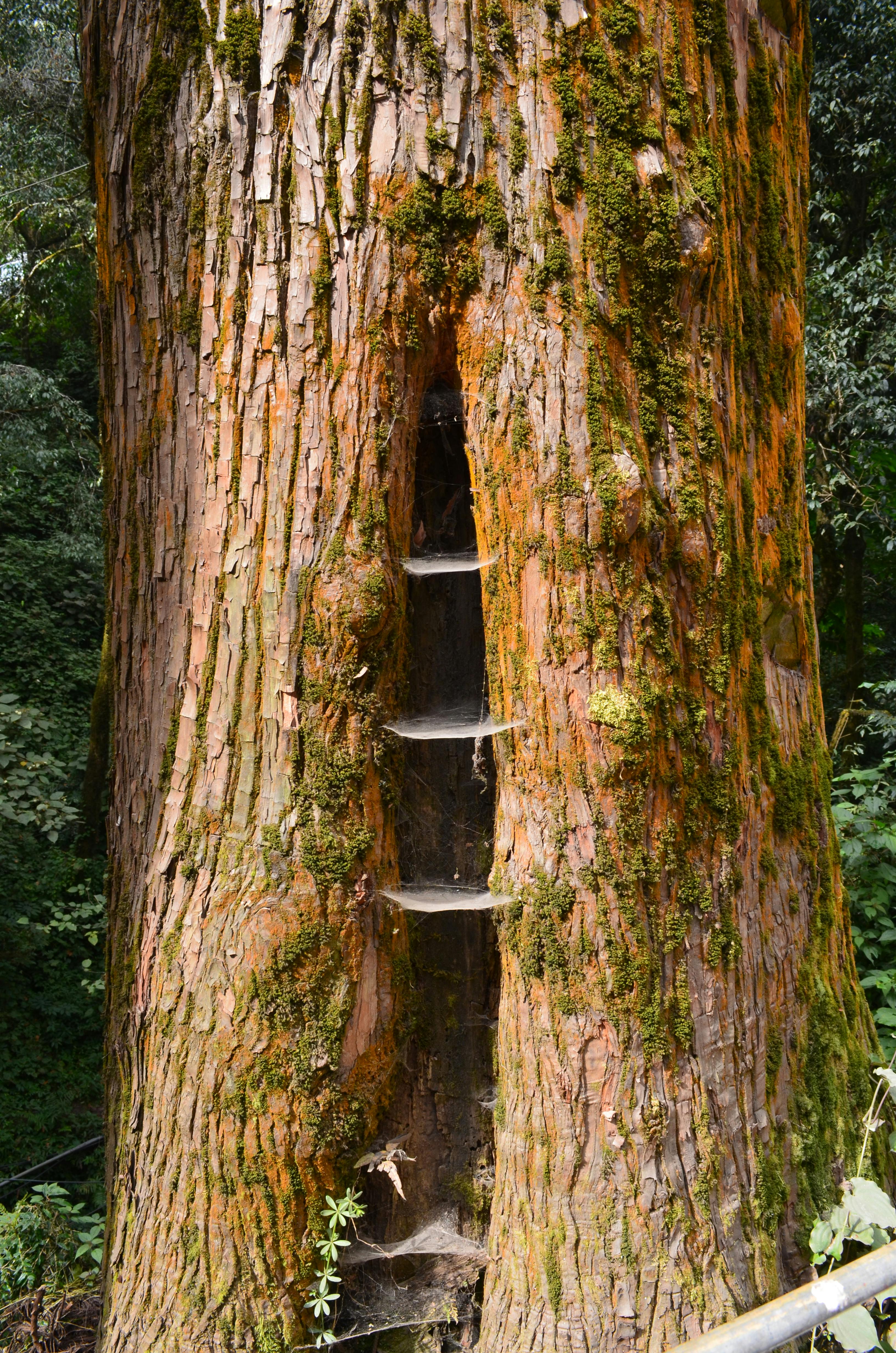 Free stock photo of tree  tree bark 