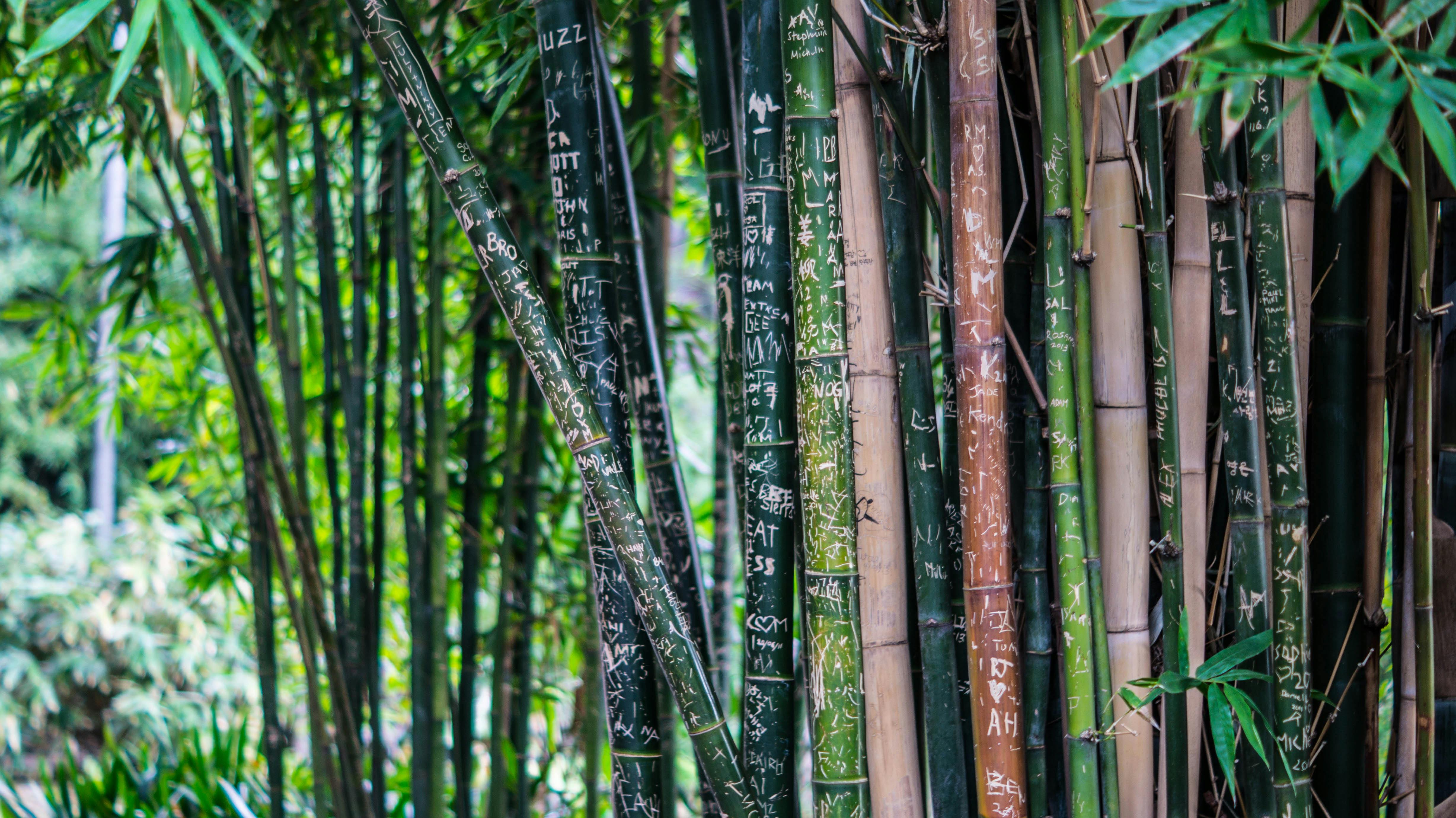 green-leaf-bamboo-tree-at-daytime-free-stock-photo