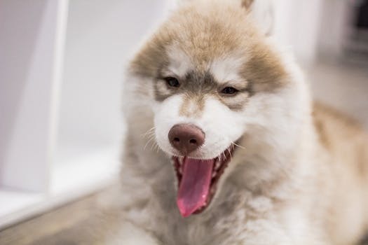 White Brown Husky Dog Sticking Its Tongue