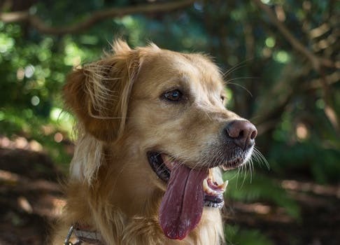 Free stock photo of animal, dog, pet, tongue