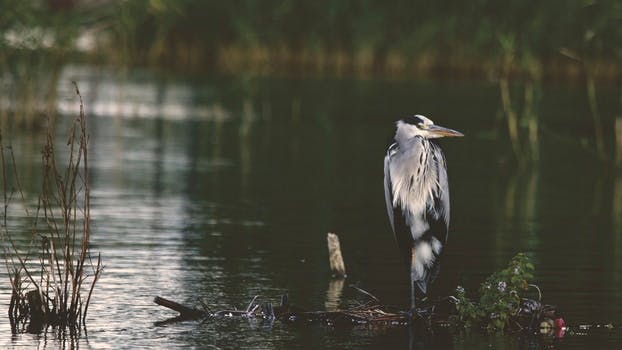 Gray and Black Bird in Body of Water during Daytime