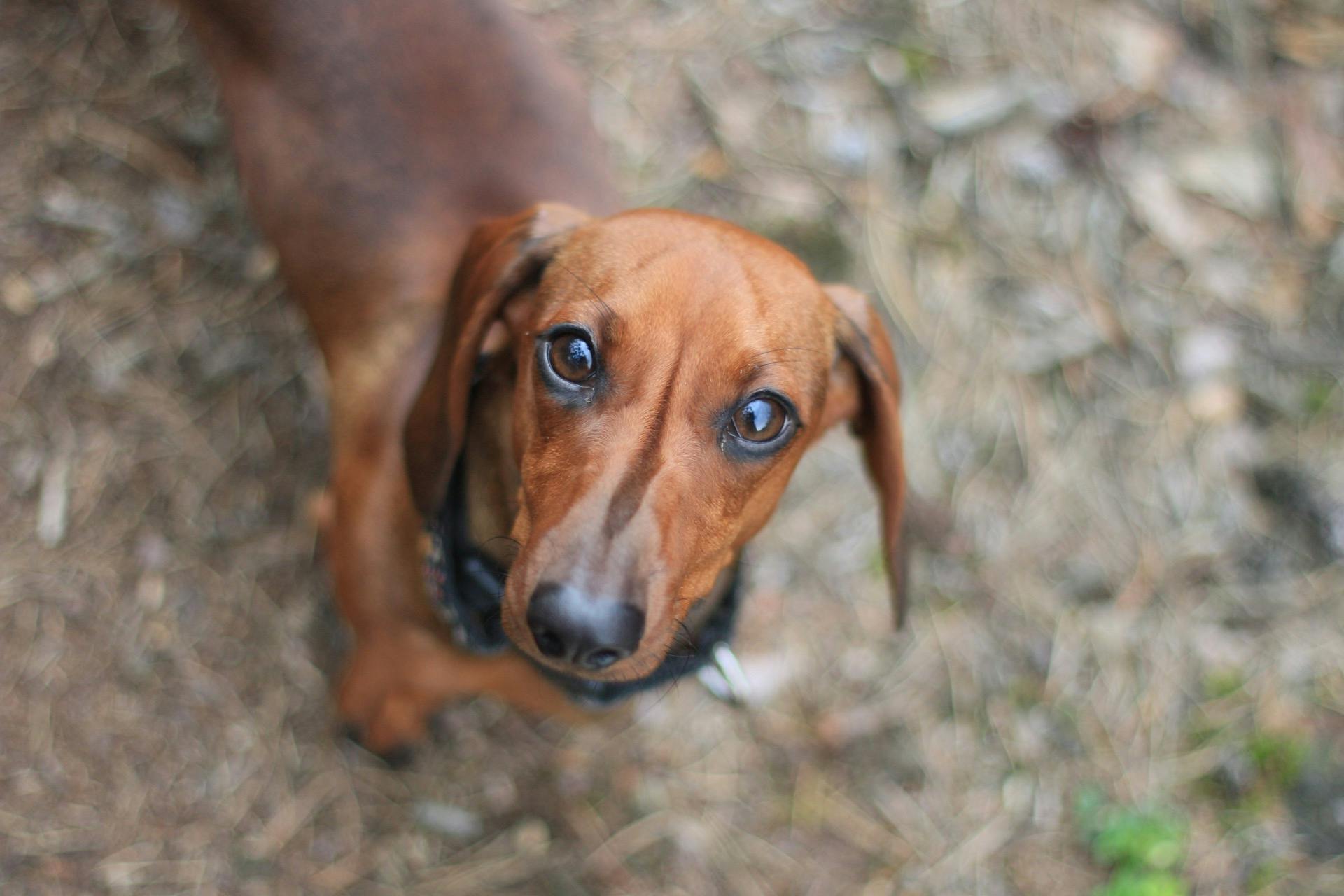 Selective Focus Photography of Dachshund · Free Stock Photo