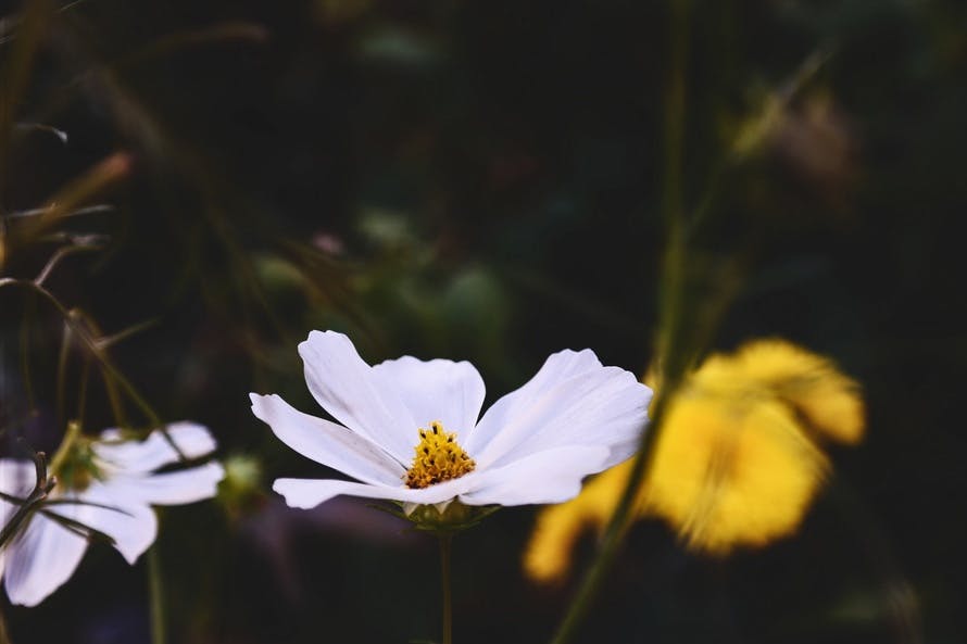 بستان ورد المصــــــــراوية - صفحة 90 Pexels-photo-68904-large