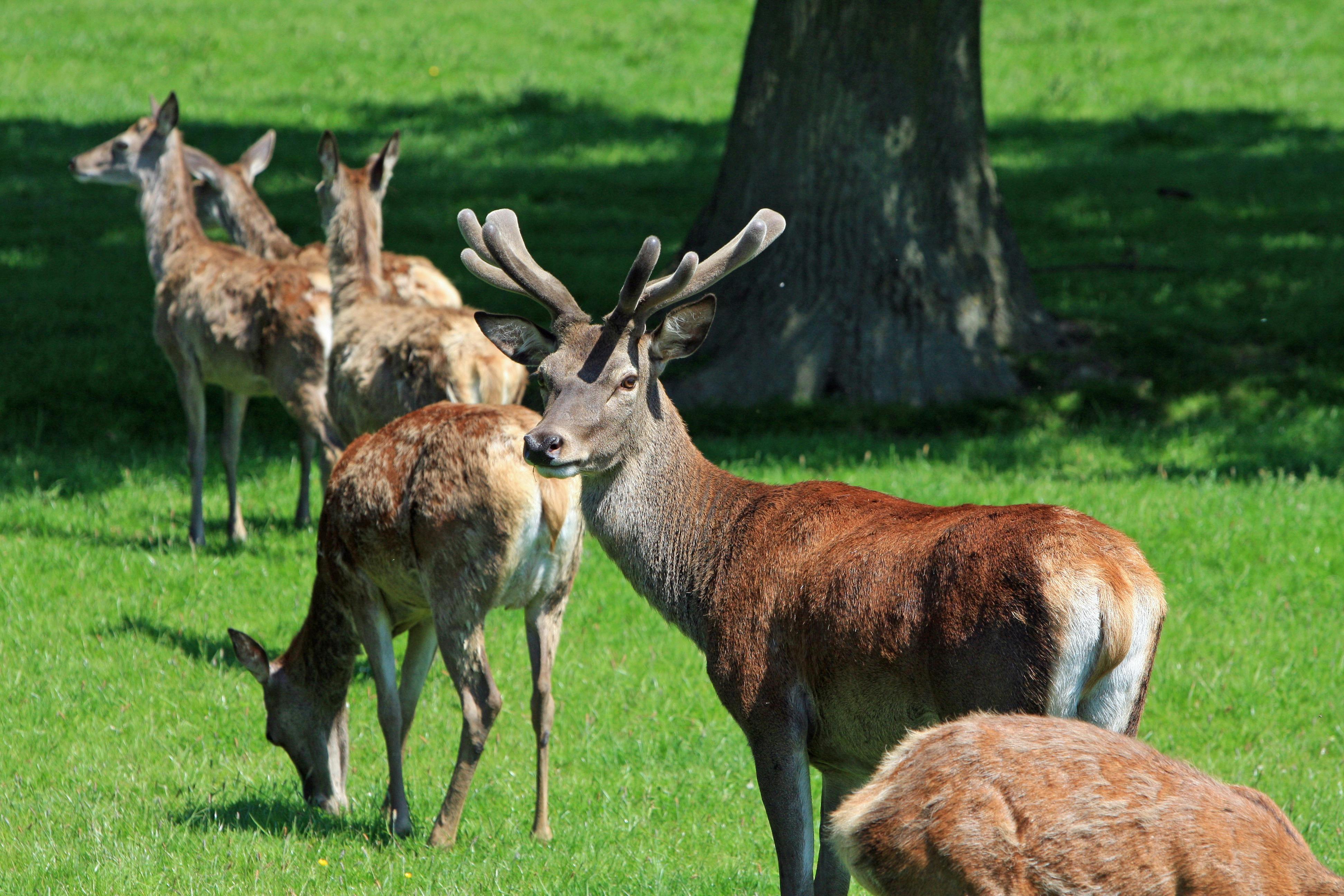 Group of Brown Deer on Green Grass Near Tree during Daytime · Free ...