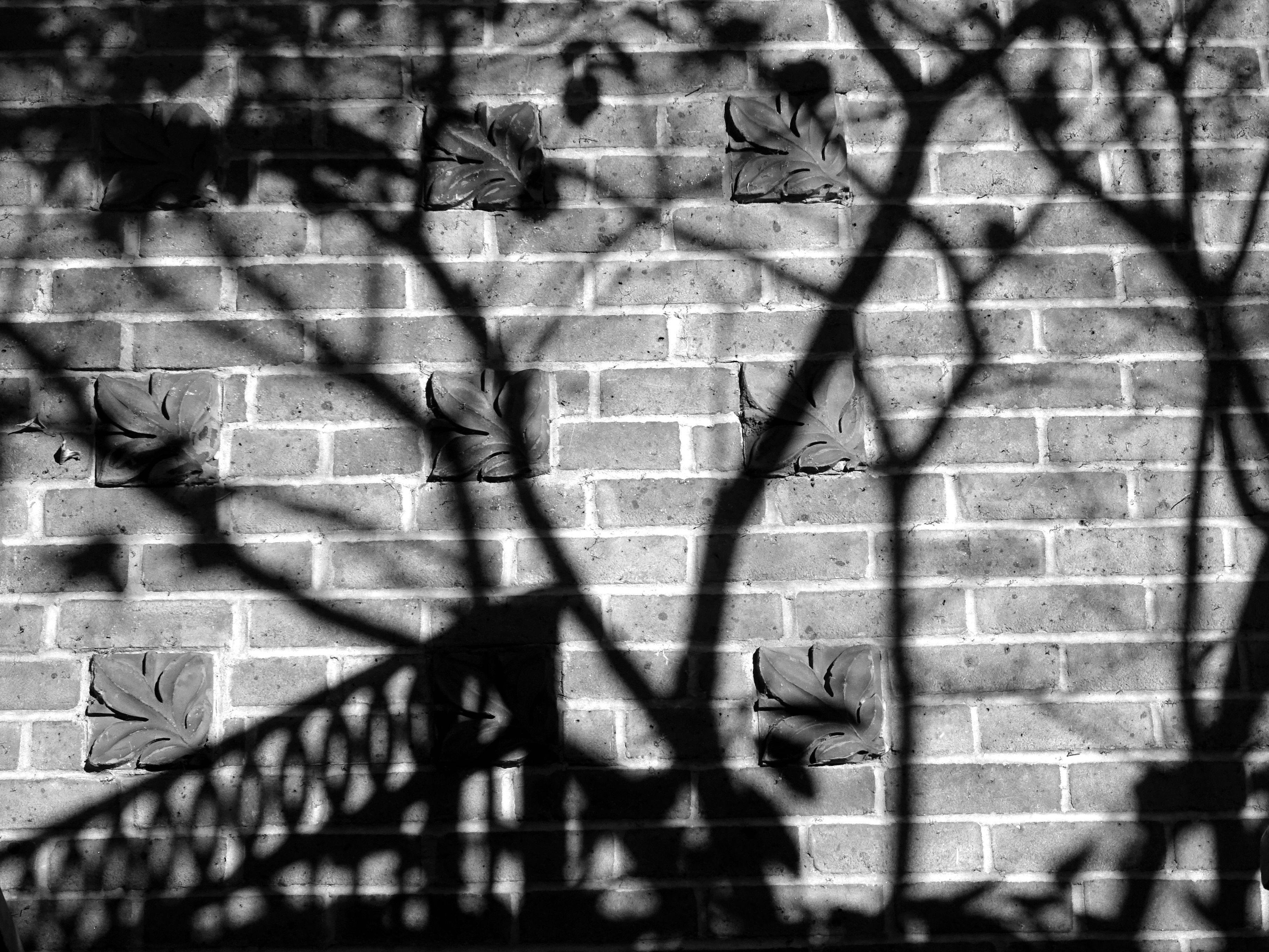 Black and White Photo of Shadows  on the Wall   Free Stock 