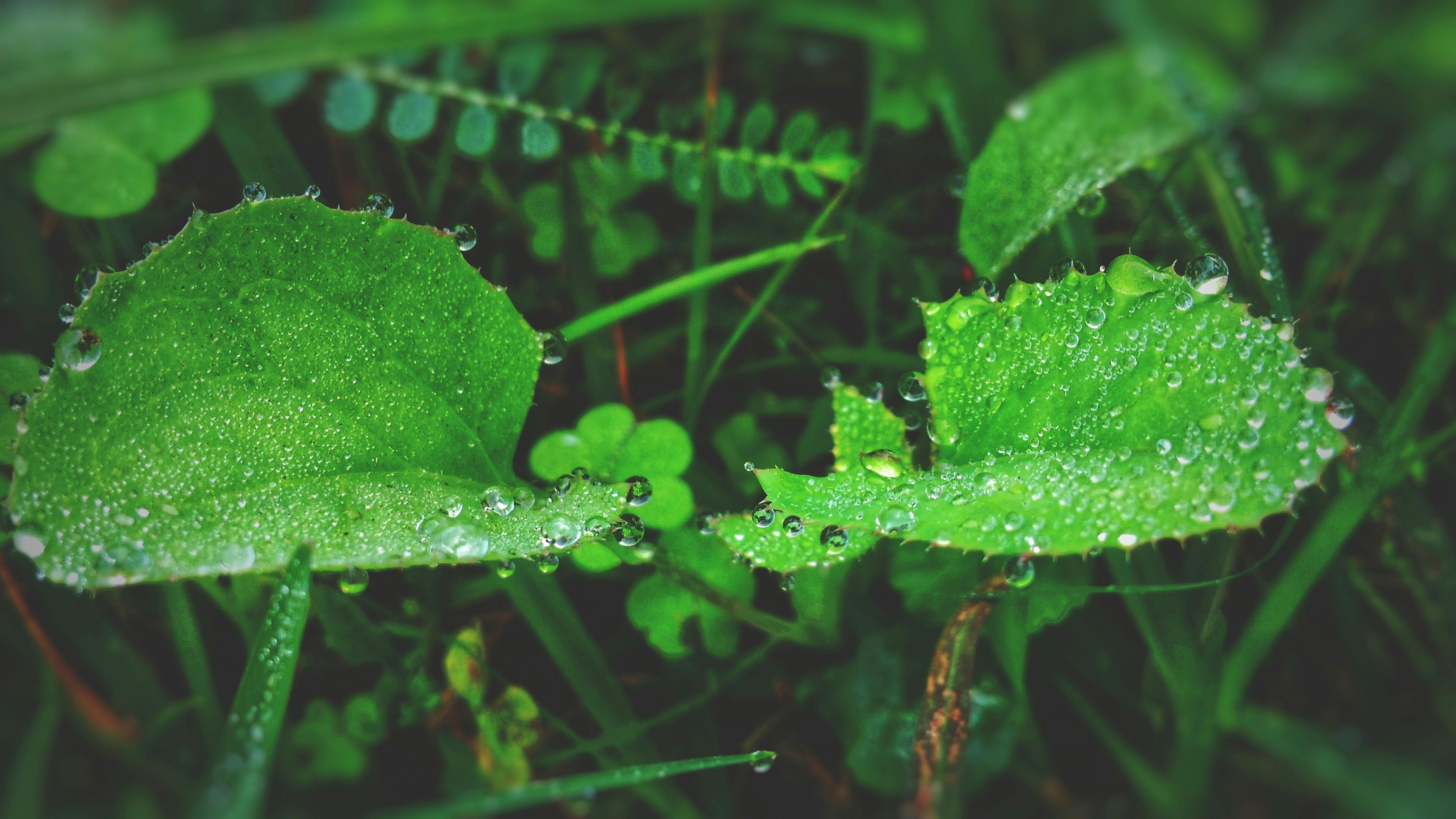 green-leaf-plant-with-raindrops-free-stock-photo