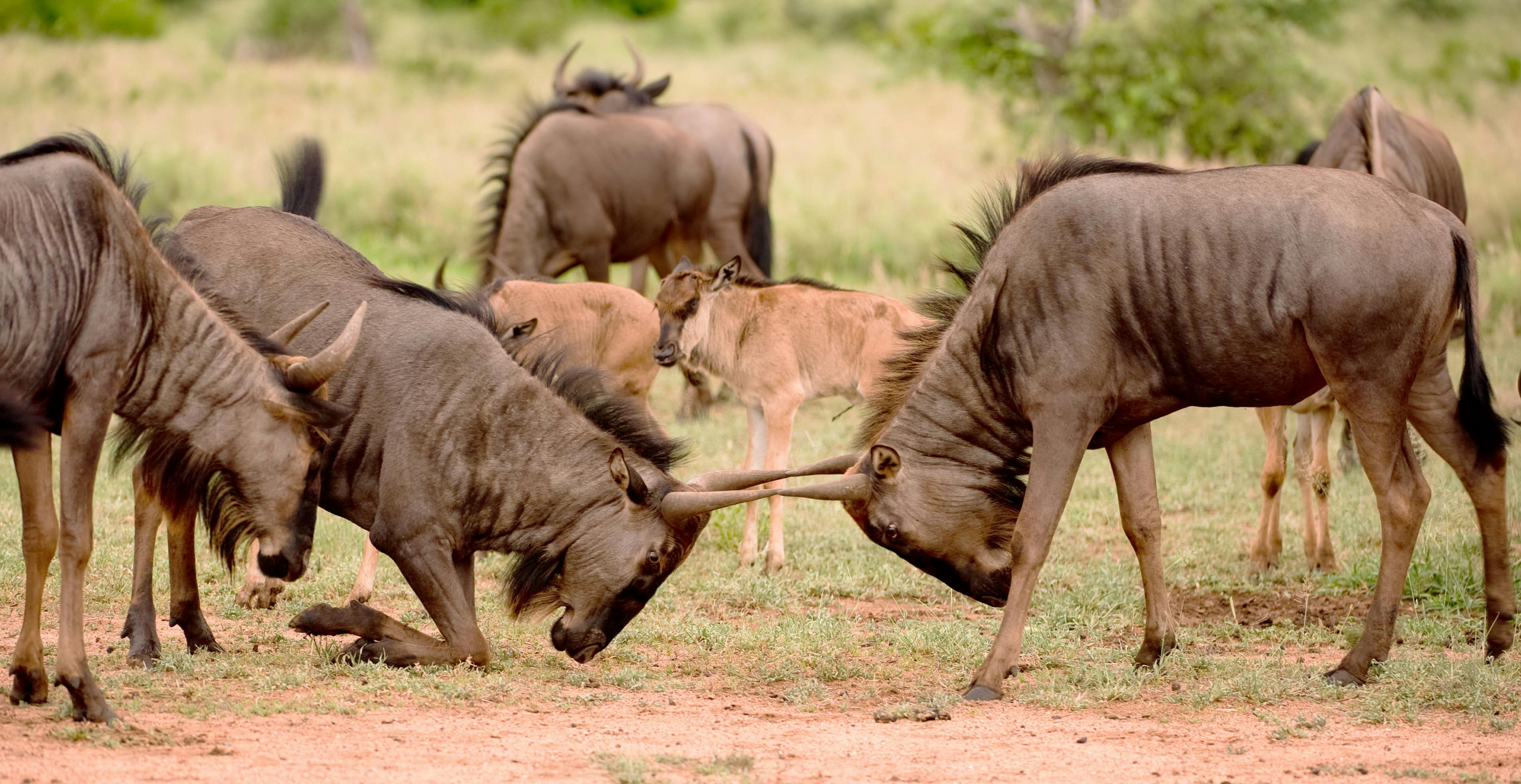 Free stock photo of animal, safari, wild animals