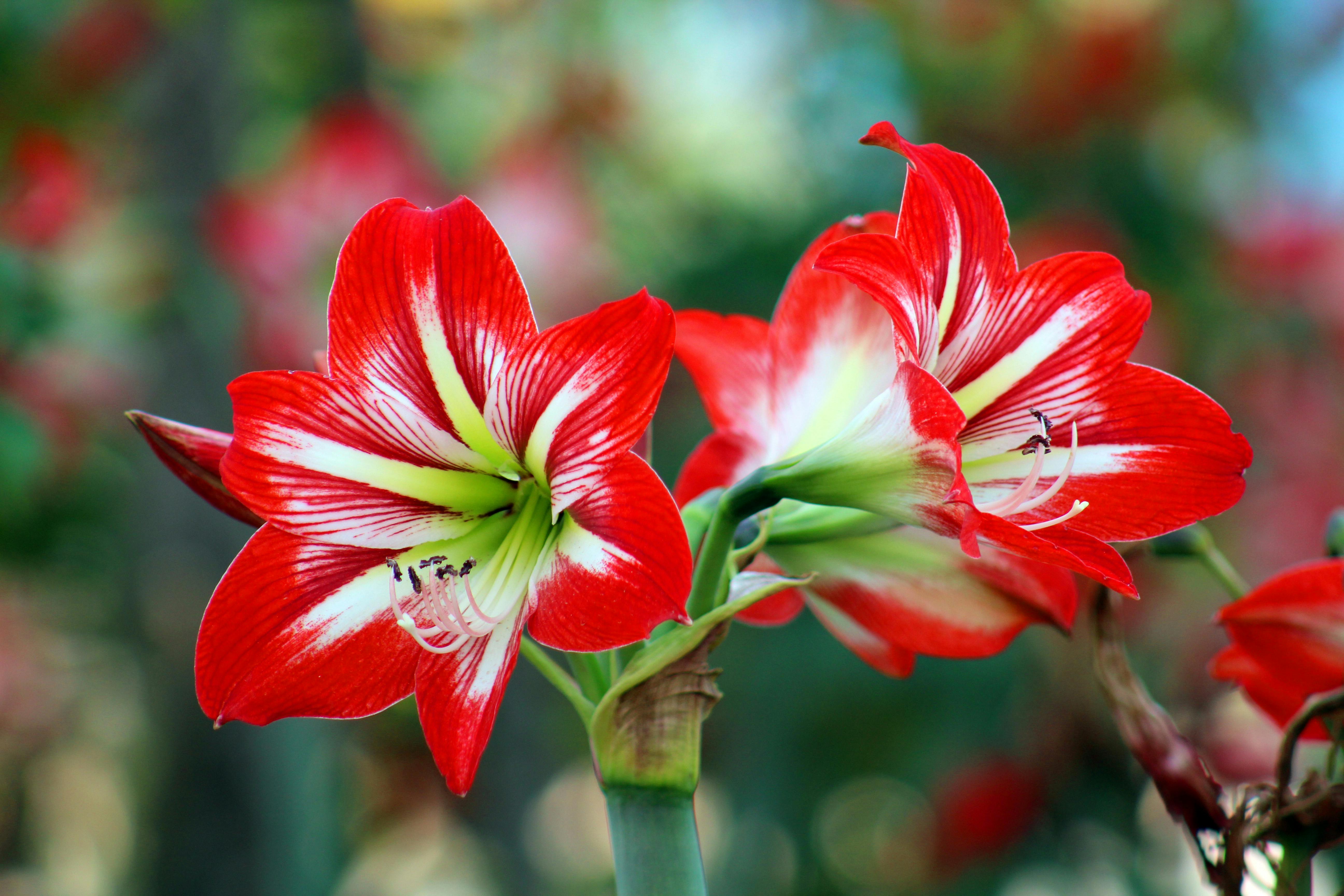 Bokeh Photo of White-and-red Flowers · Free Stock Photo