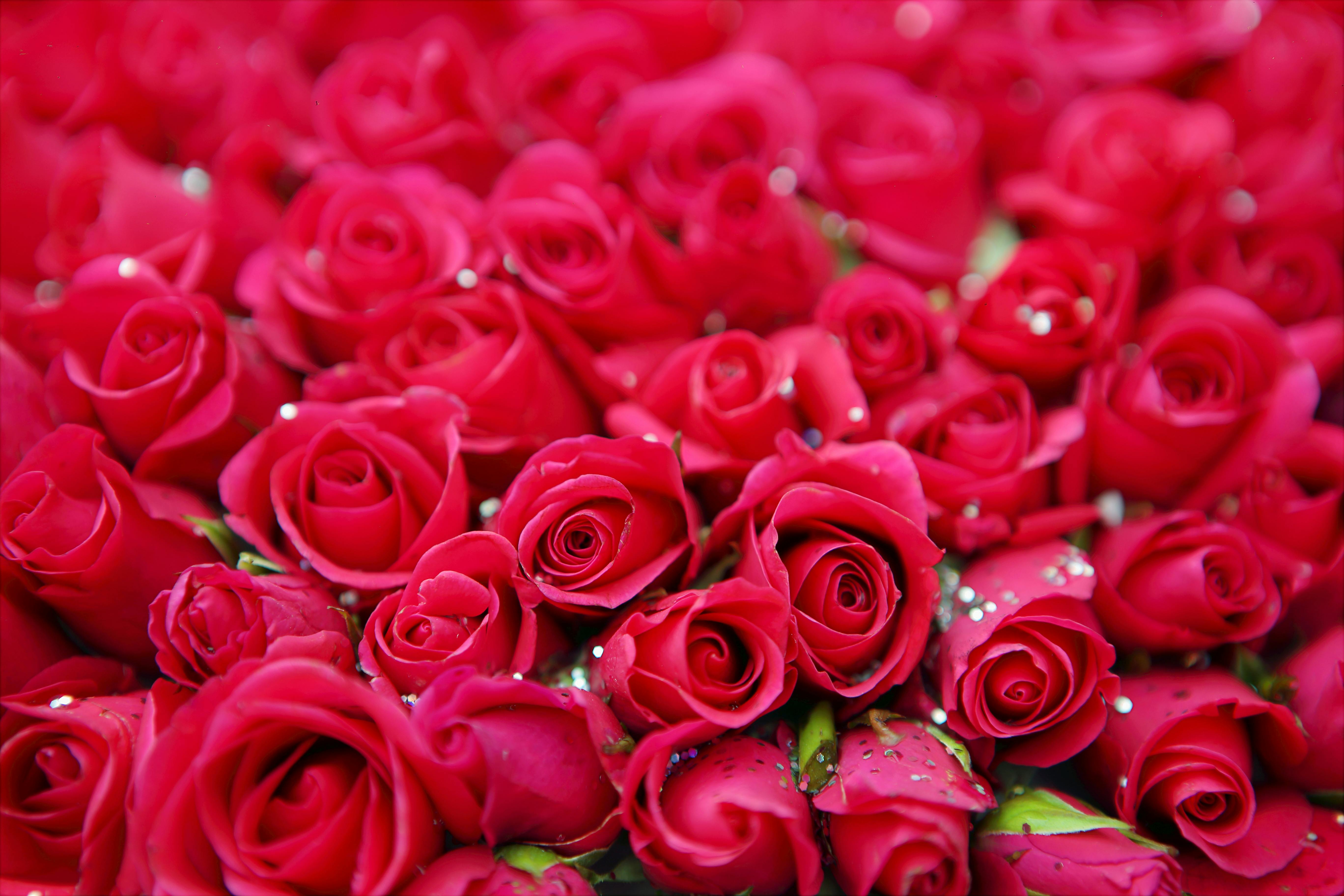Pictures Of Red Roses 61