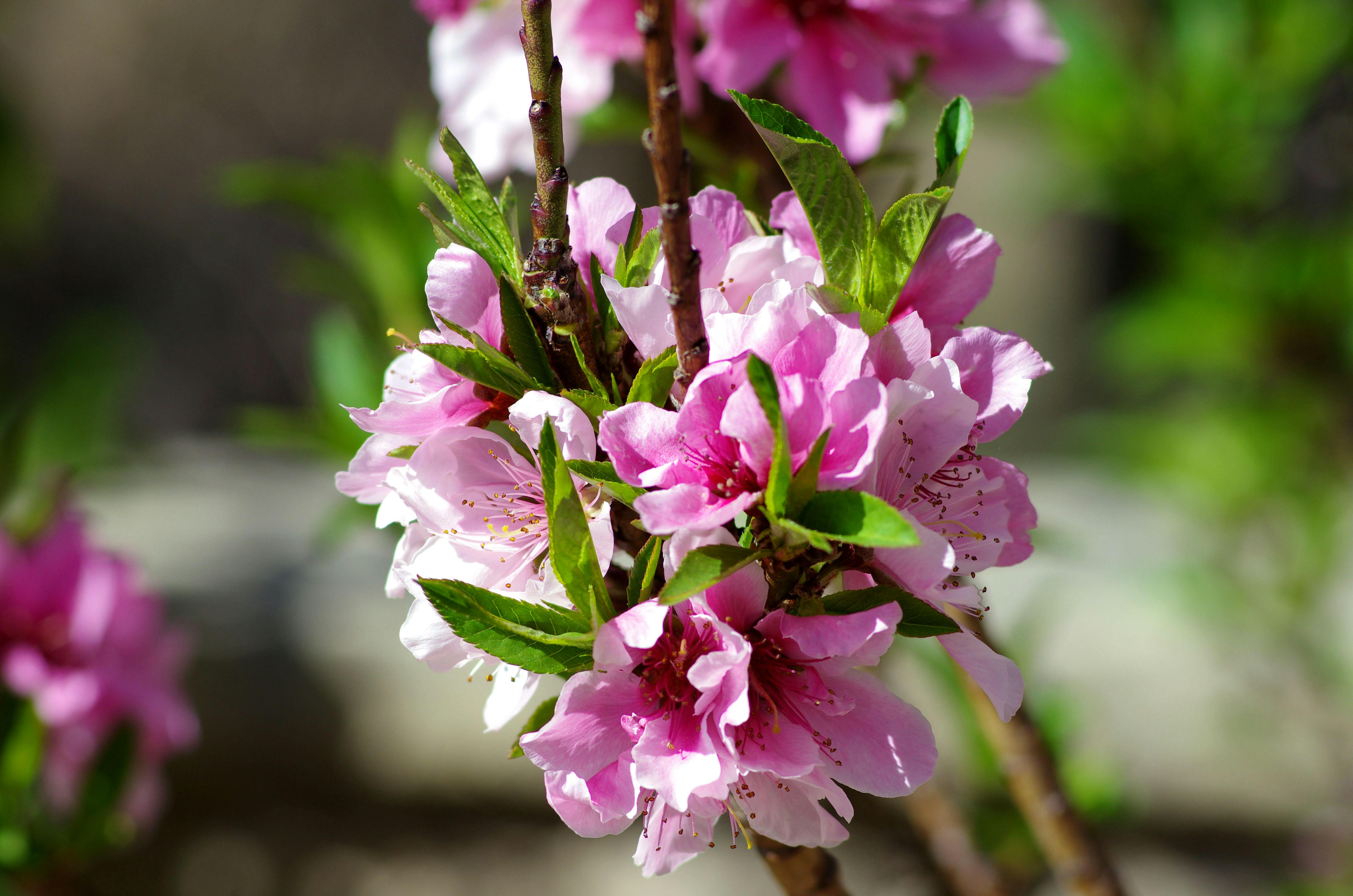 Pink Flowers · Free Stock Photo