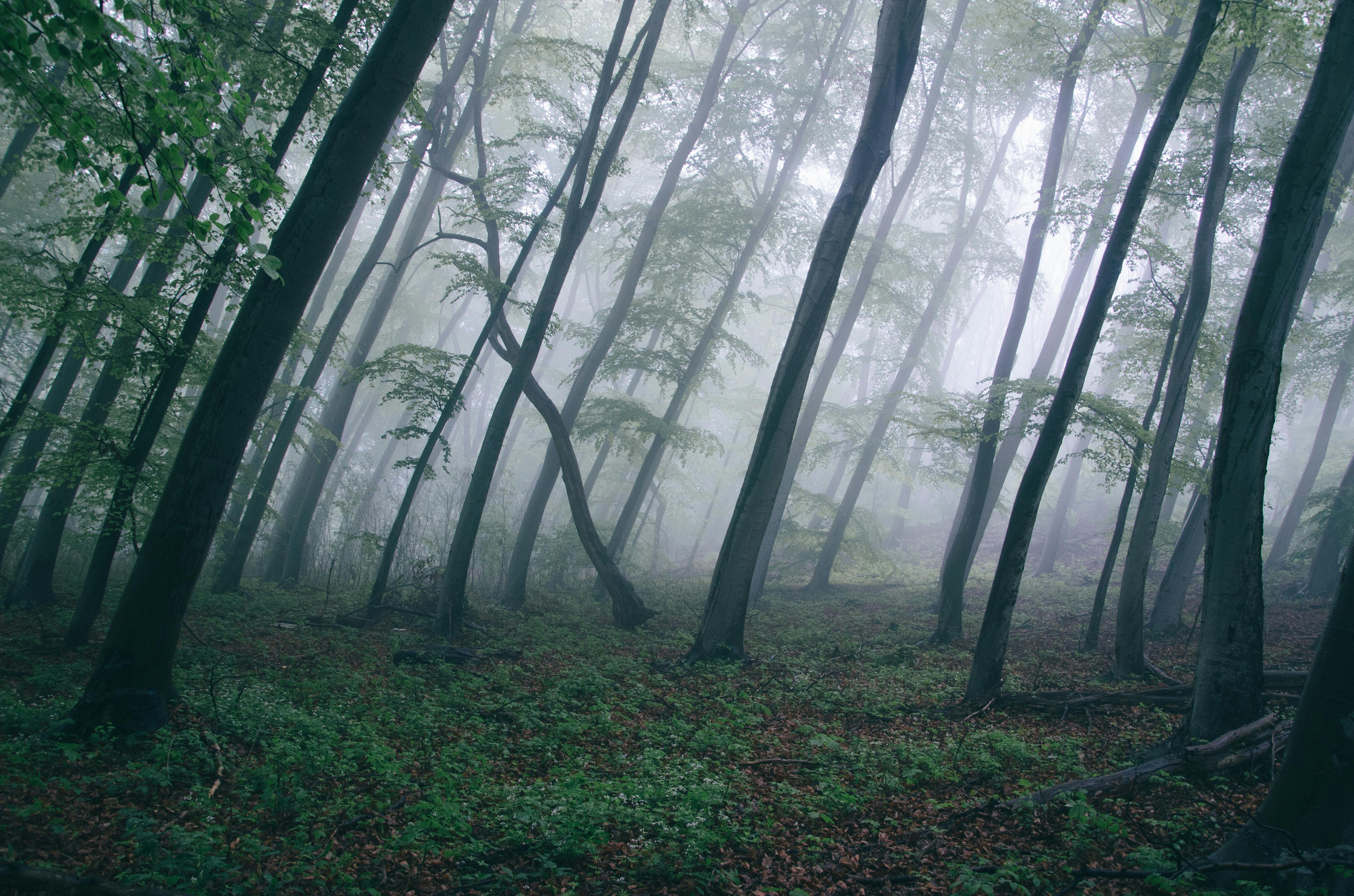 Free stock photo of dark, fog, forest