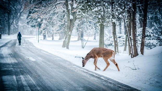 Free stock photo of snow, road, street, winter