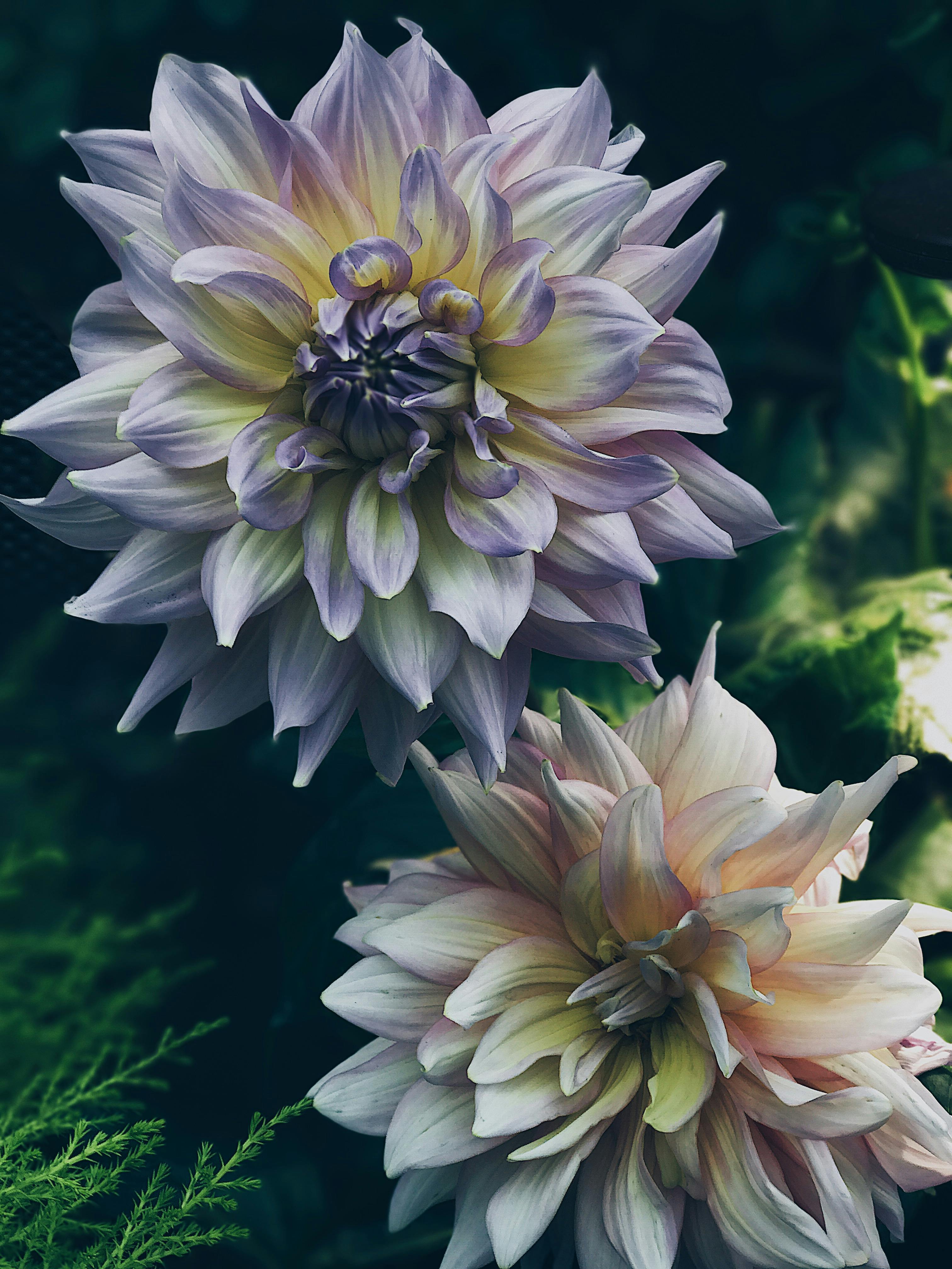 Dahlia Flowers · Free Stock Photo