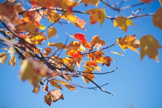 Free stock photo of nature, leaves, autumn, fall