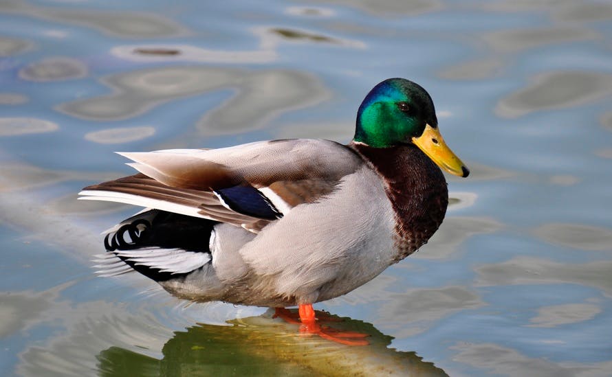 White Brown and Green Male Mallard Duck · Free Stock Photo