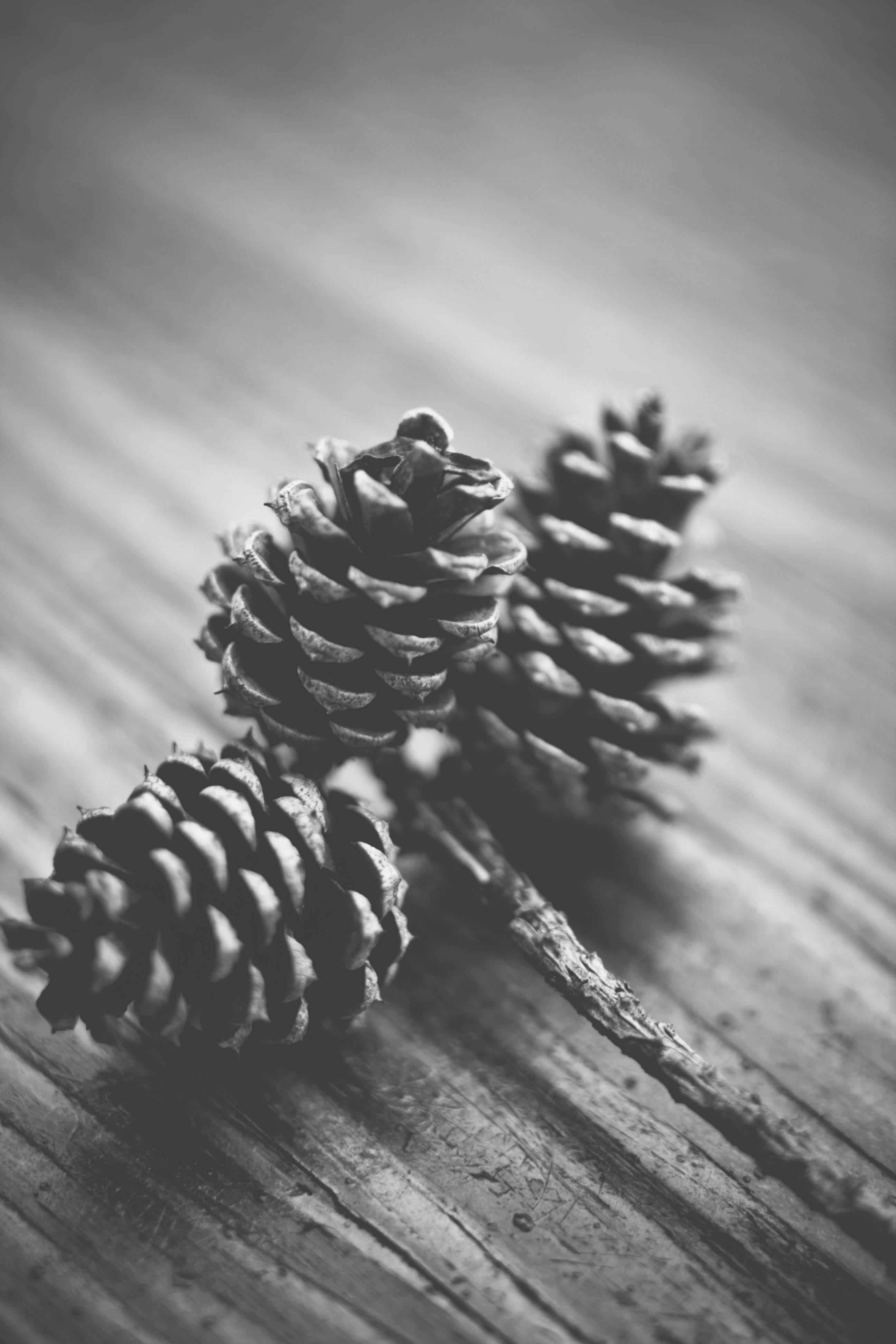 Free Stock Photo Of Black And White Fir Cone Pine Cone