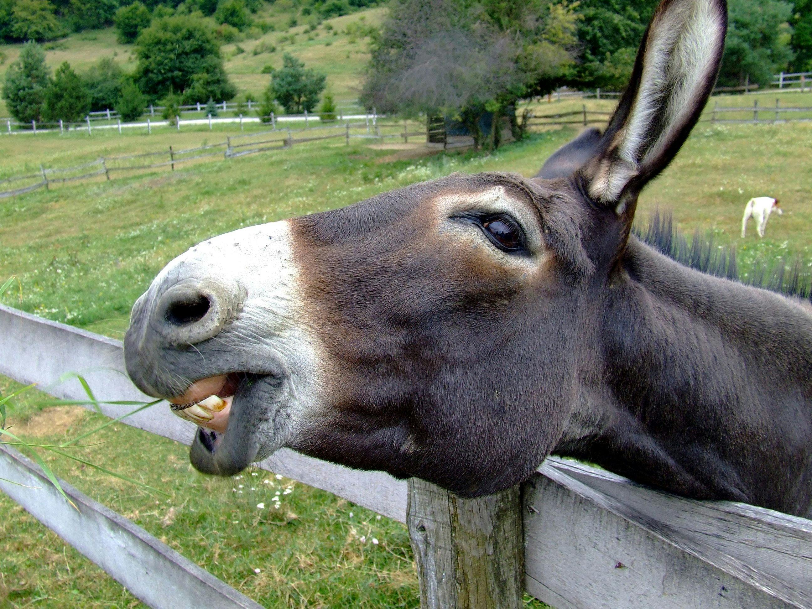 Image result for donkeys