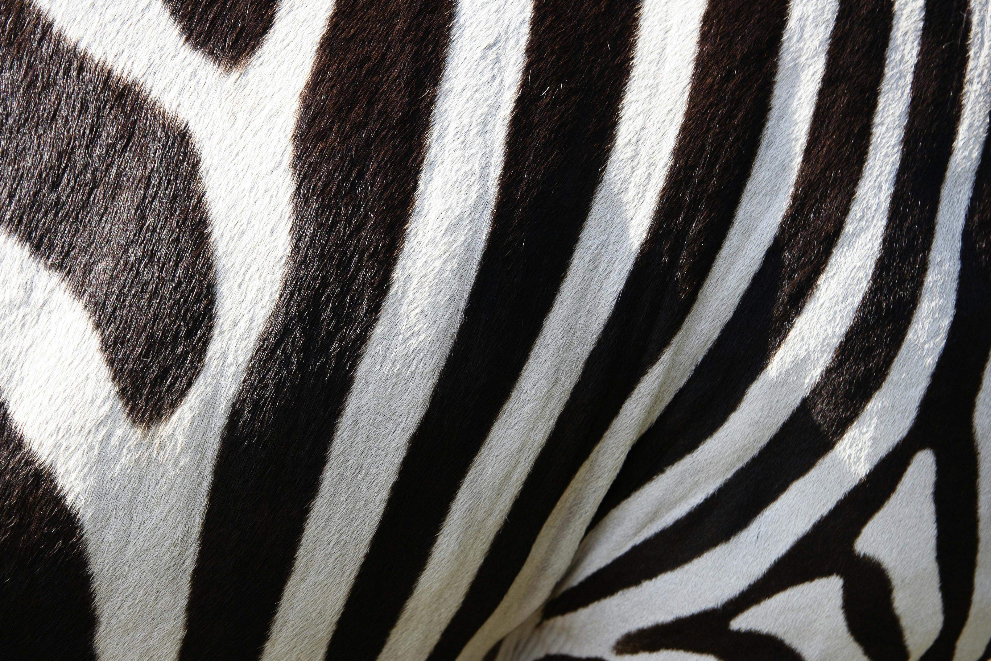 are zebras with black stripes black