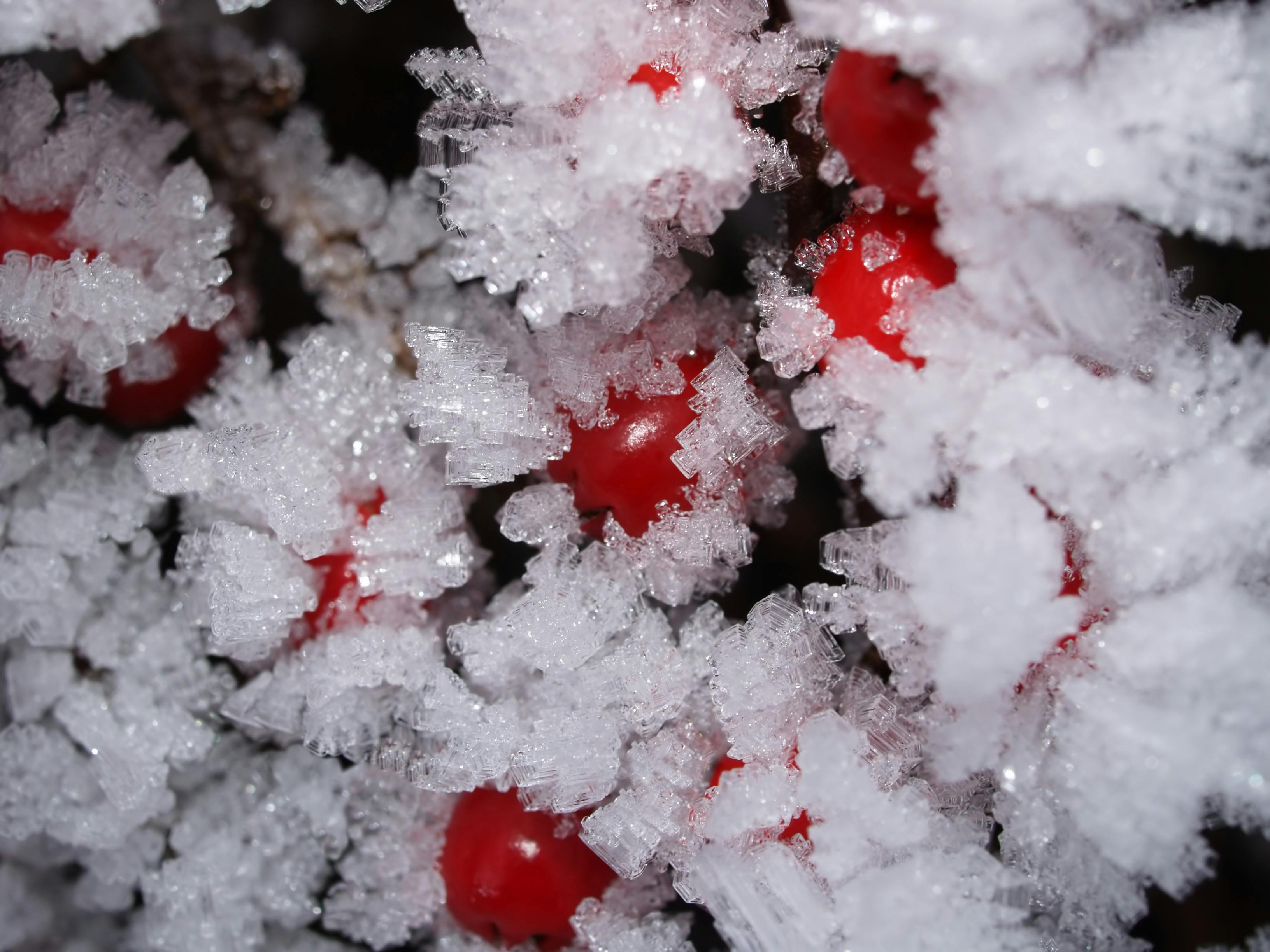 losena frost newberg oregon red frost