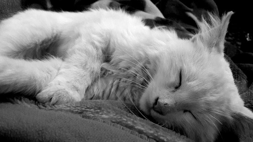 White Kitten in Grayscale