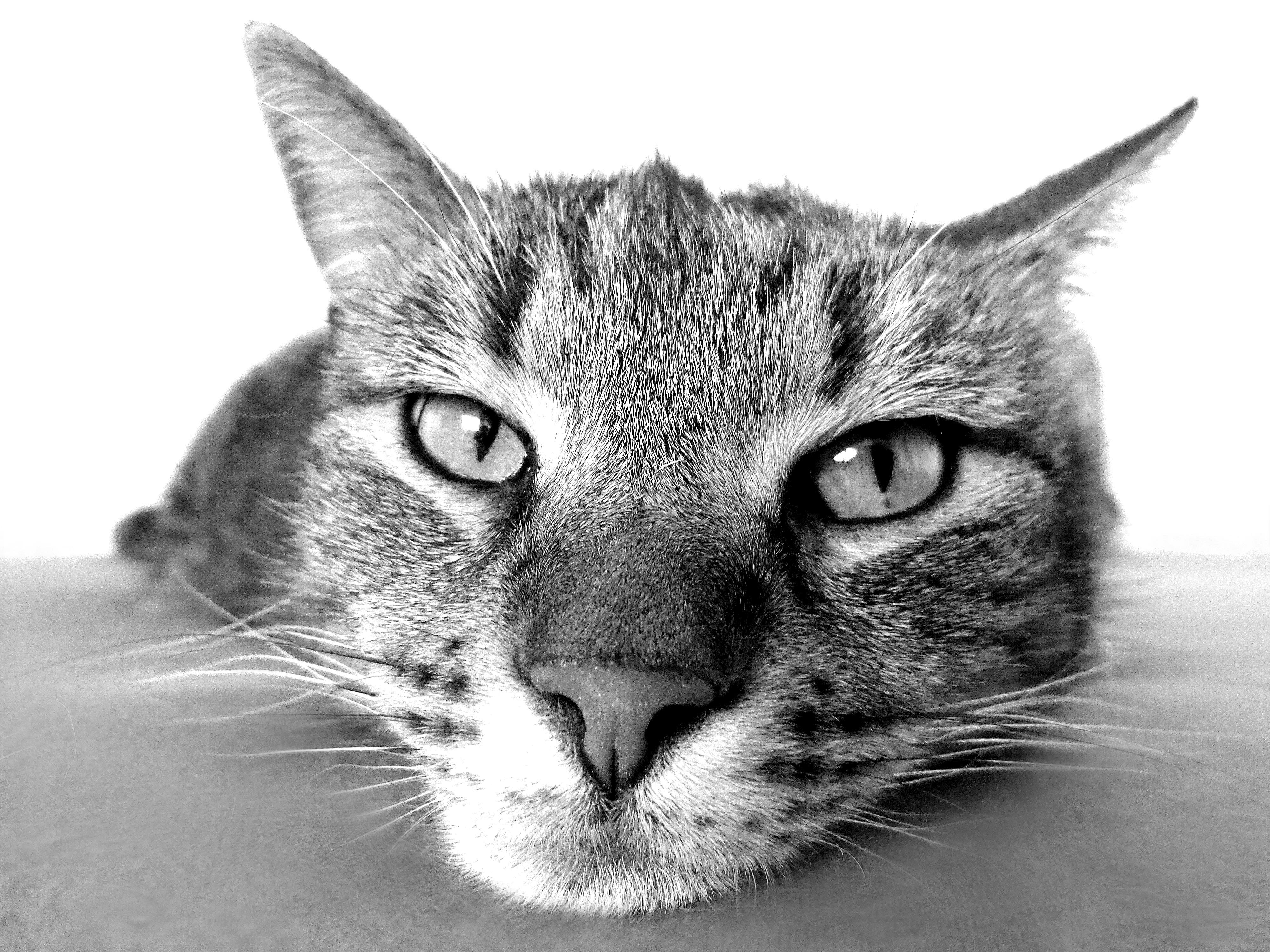 Grayscale Photography of Cat · Free Stock Photo