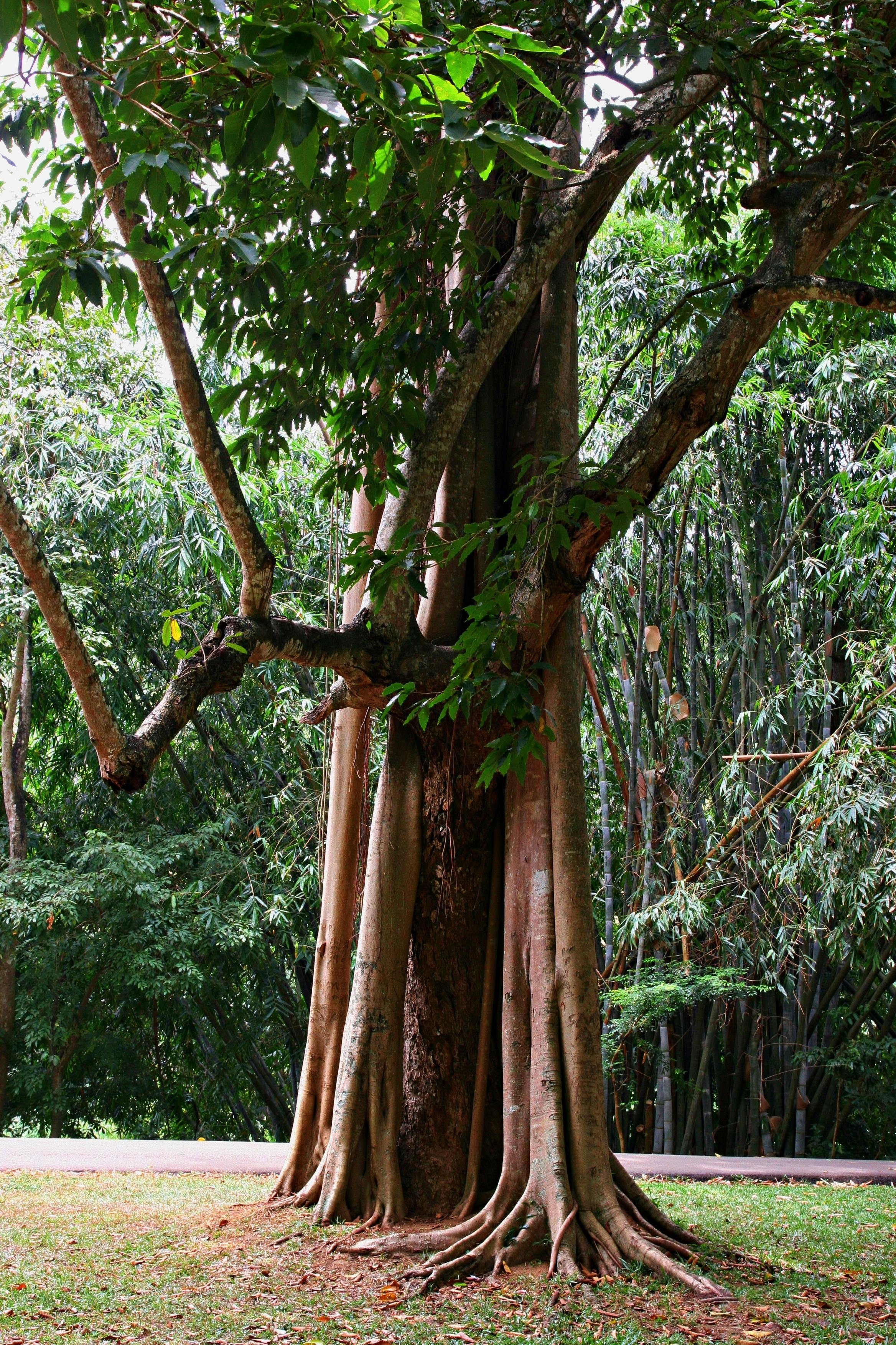 Green Tree · Free Stock Photo