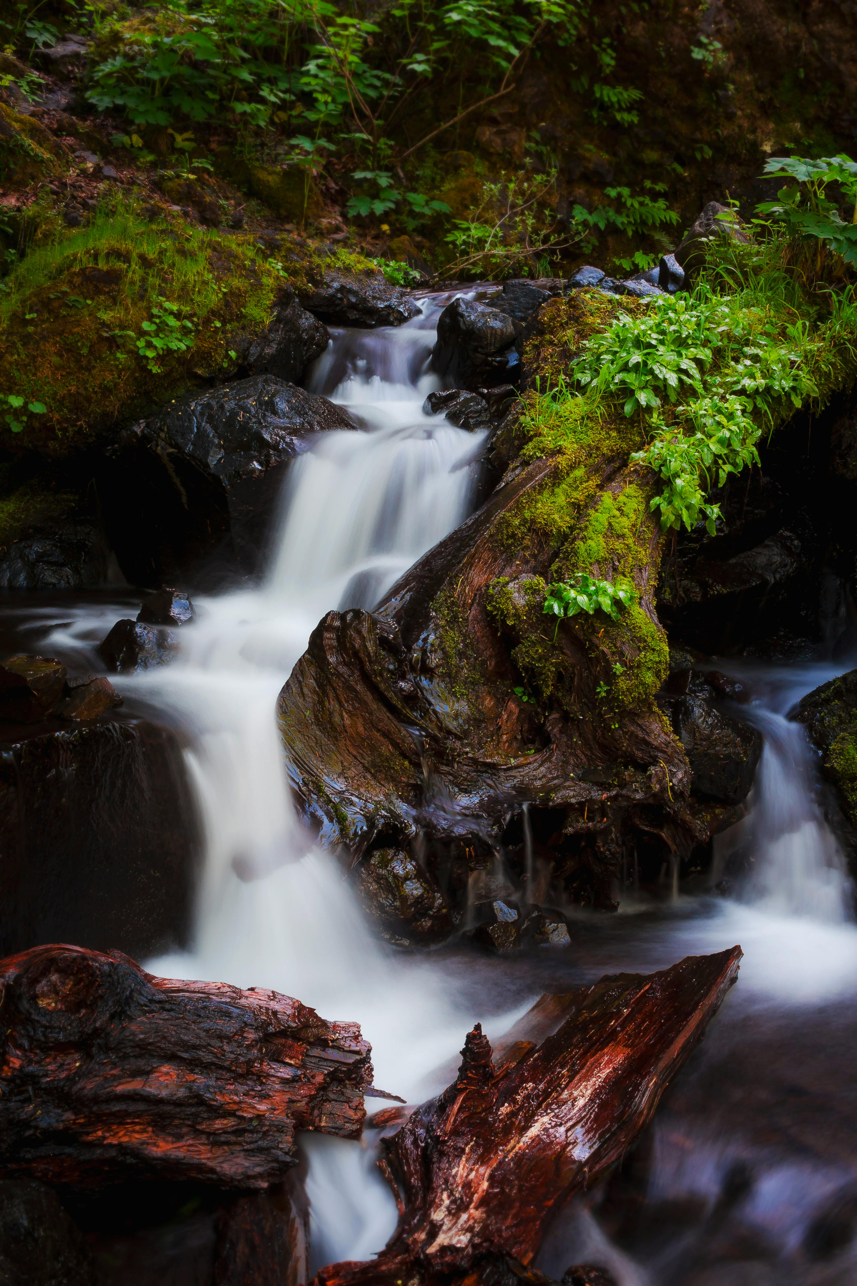 running-water-surrounded-of-trees-and-plants-free-stock-photo