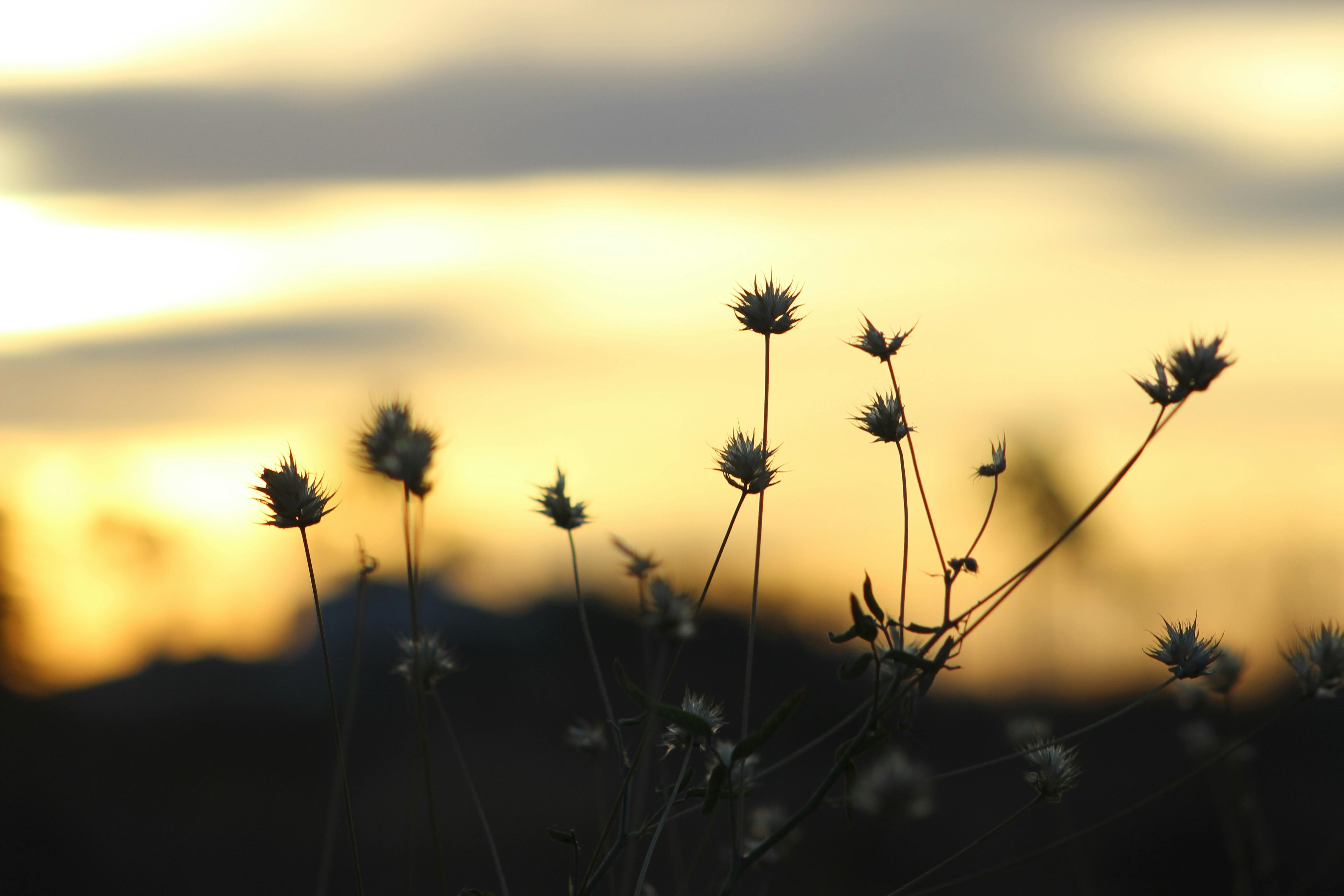 Free stock photo of cielo, life, light