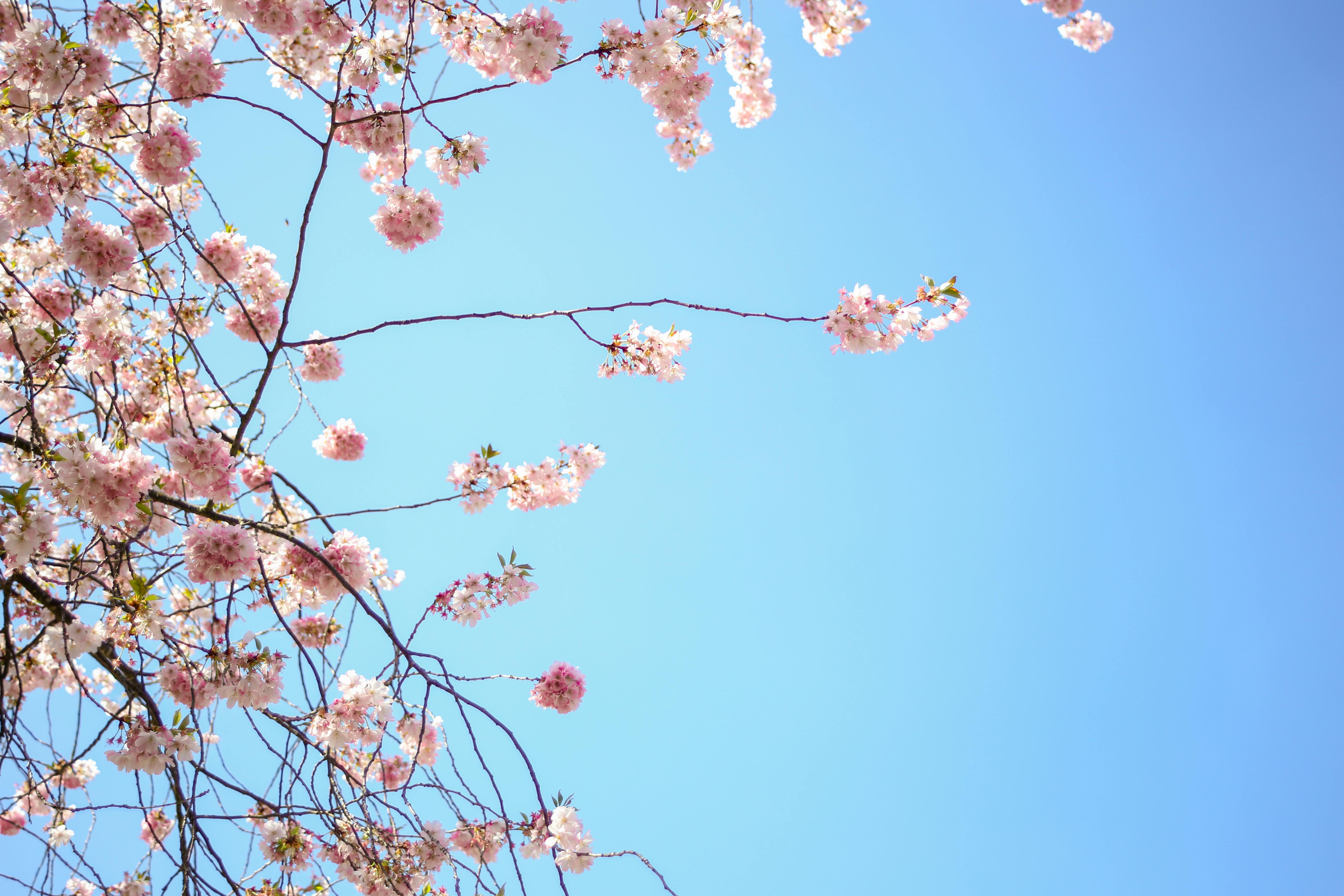 Free Stock Photo Of Blossom, Blue, Blue Sky