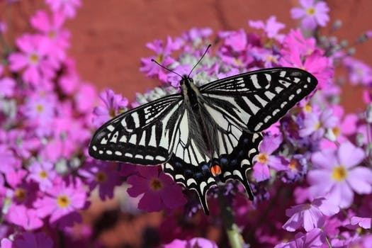 White and Black Butterfly on Pink White and Yellow Flowers