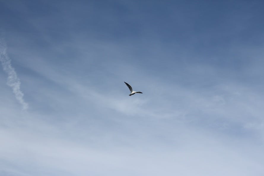 Free stock photo of bird, flying, seagull