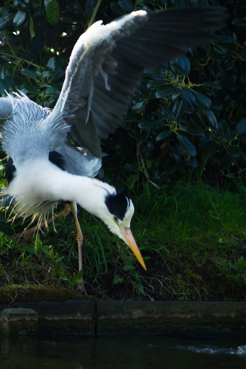 Free stock photo of animals, flight, flying