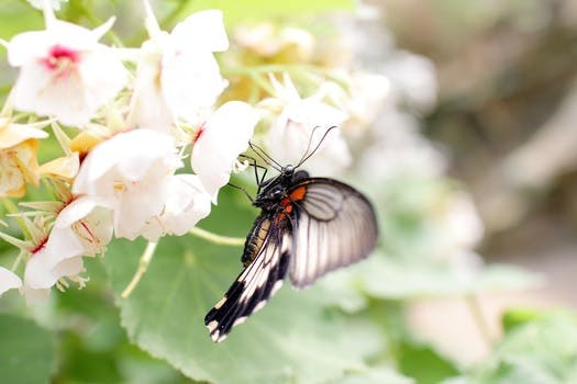 HD wallpaper of flowers, animal, insect, butterfly