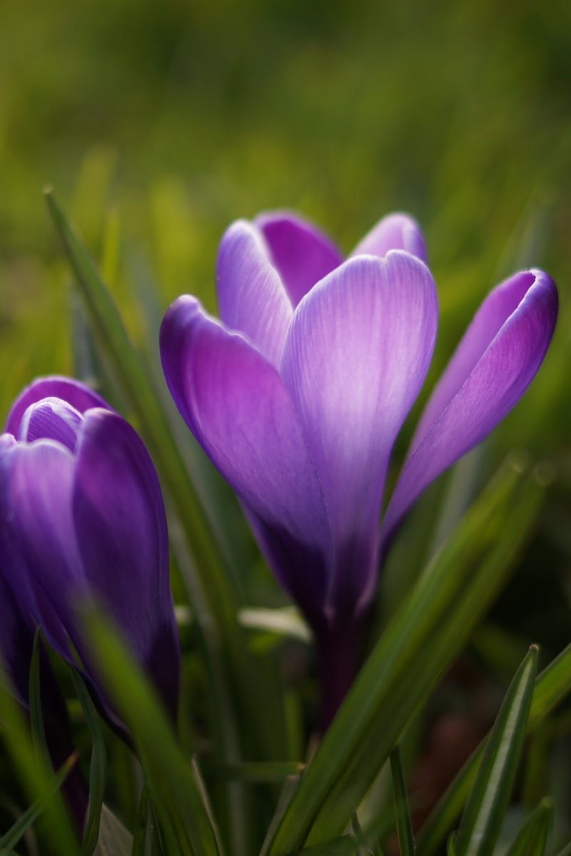 Free stock photo of botany, crocus, flower