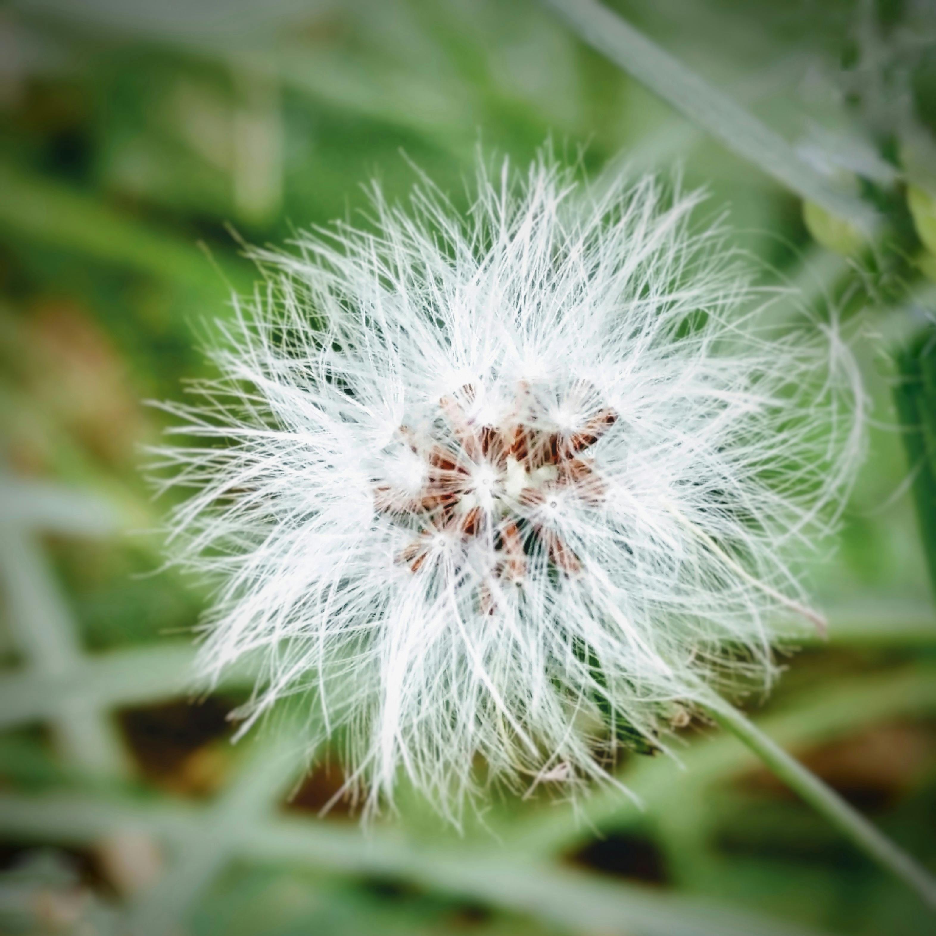 White Dandelion Plant · Free Stock Photo