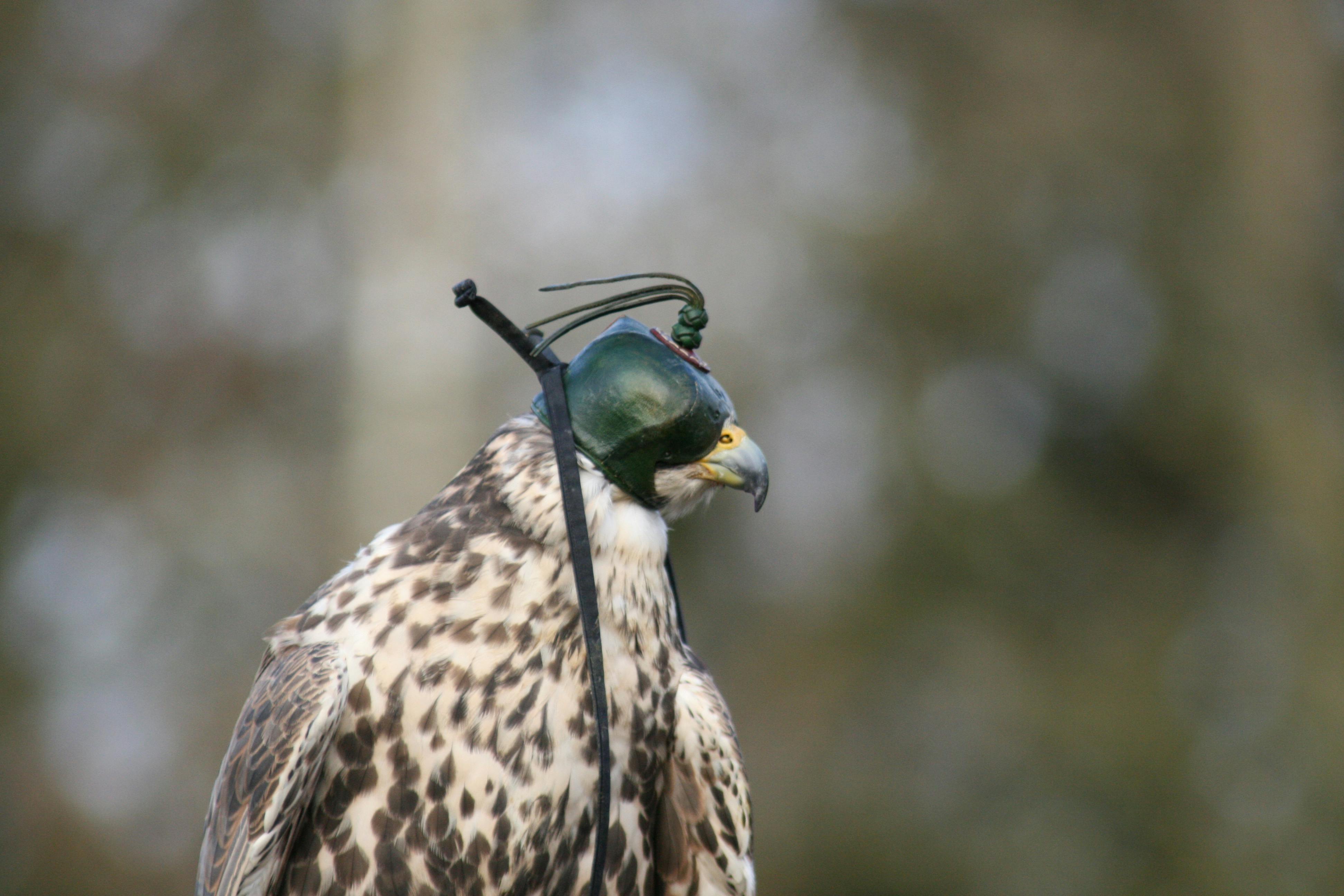 bird of prey hood