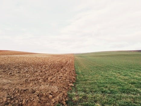 Free stock photo of field, agriculture, lawn, meadow