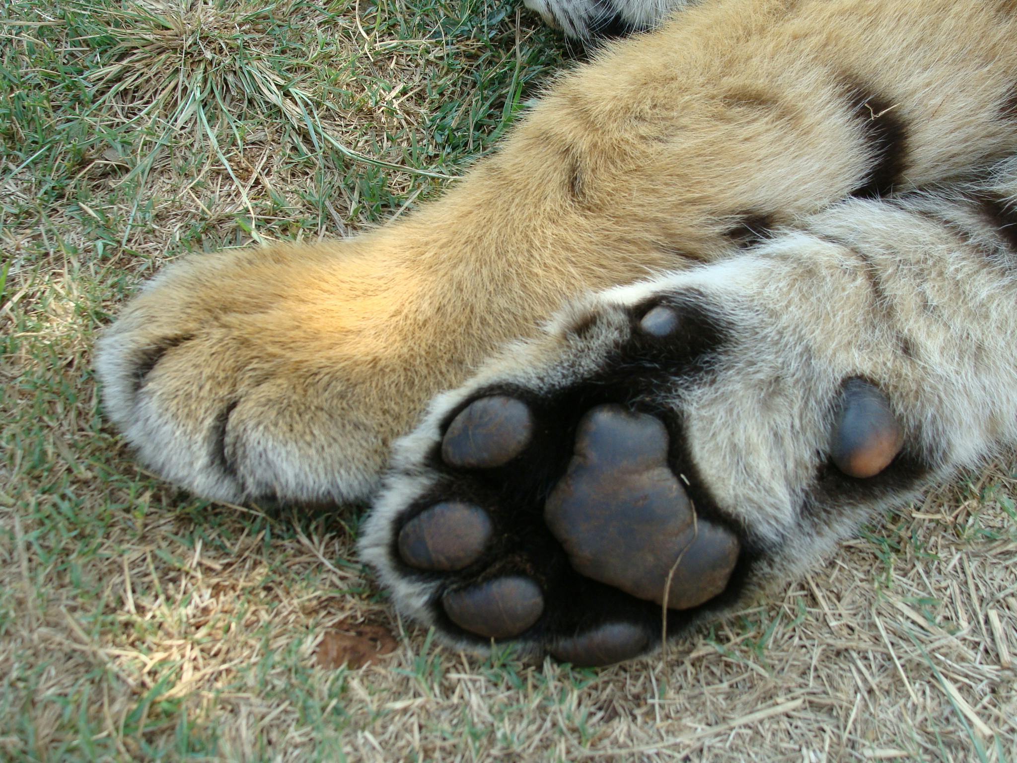 Free stock photo of Tiger paw predator