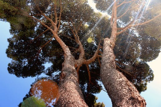 Free stock photo of nature, sunny, lens flare, tree