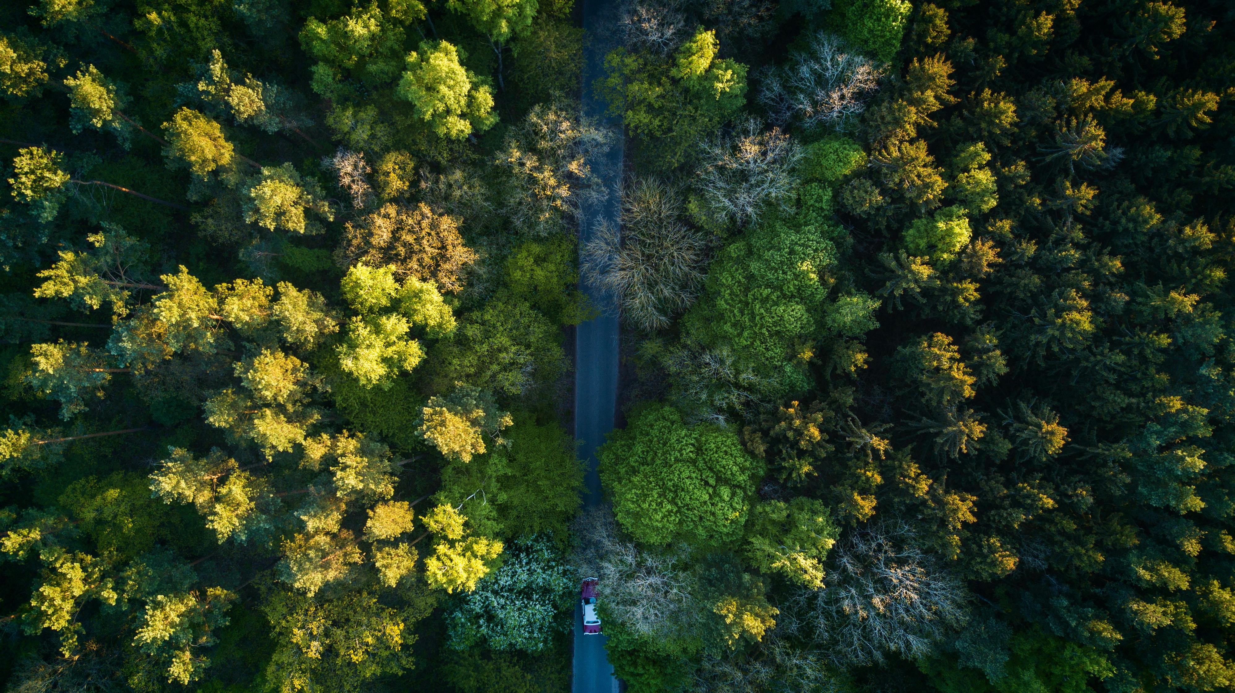 Highway In The Middle Of the Forrest · Free Stock Photo