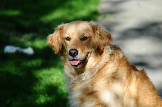 Free stock photo of dog, pet, golden retriever