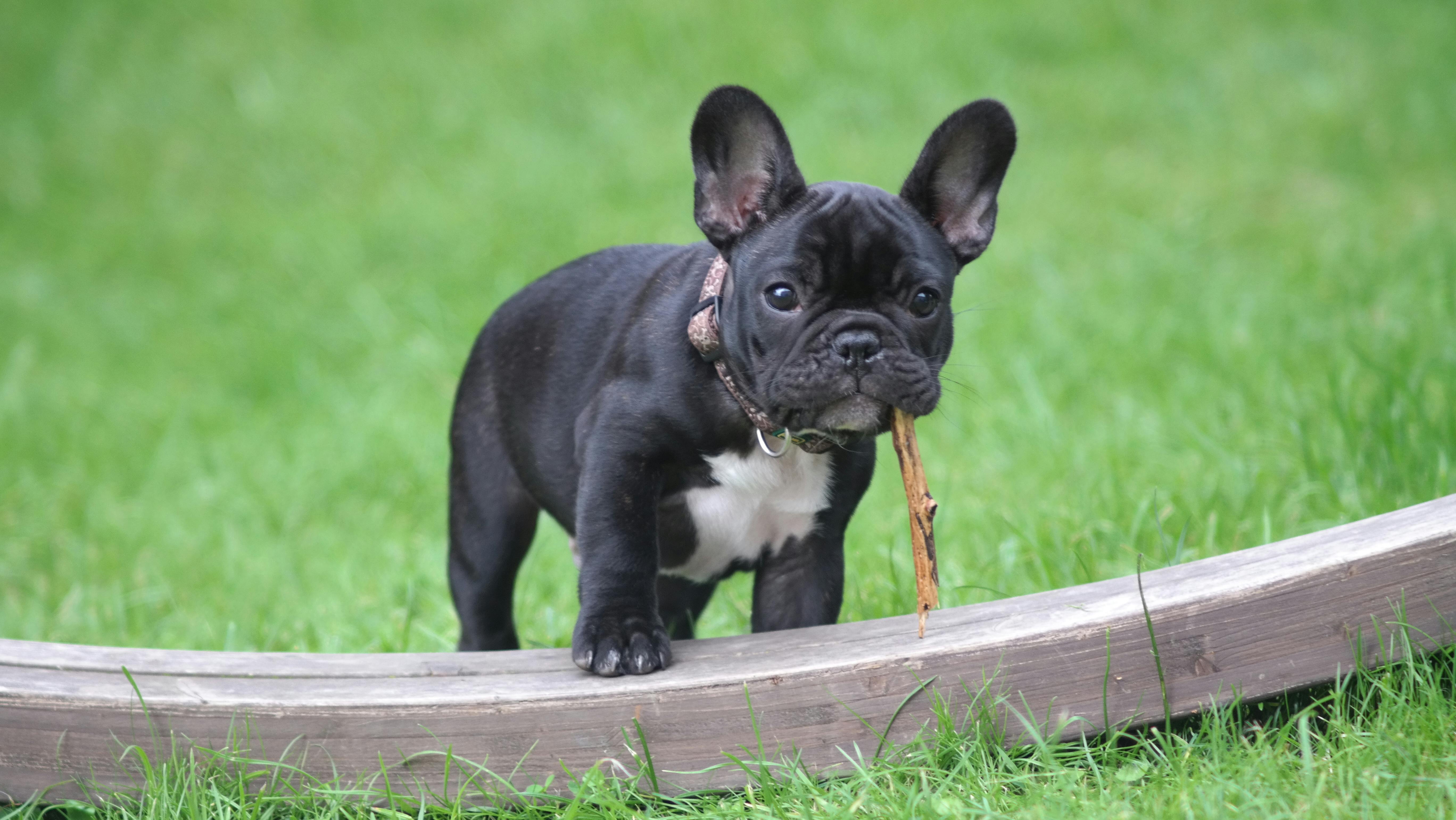Black and White French Bulldog Puppy Stepping on Brown