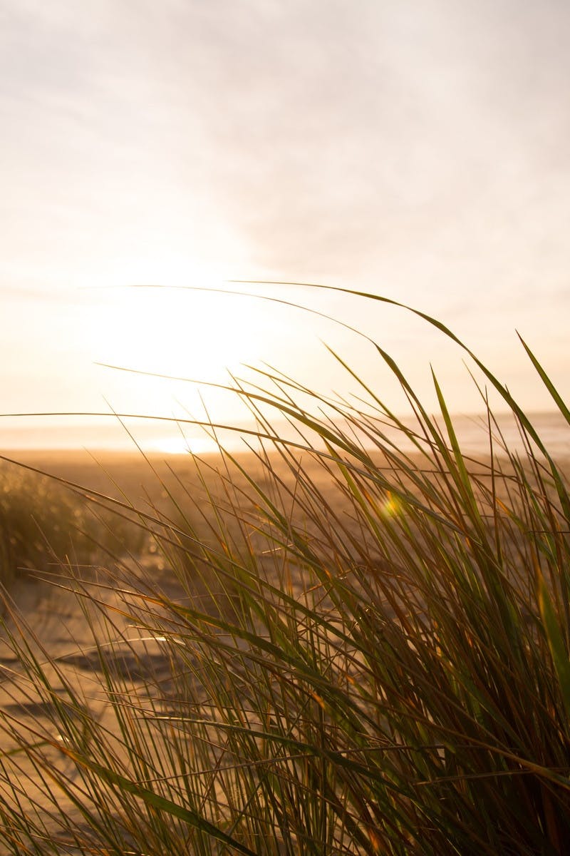 Free stock photo of beach, dune, grass