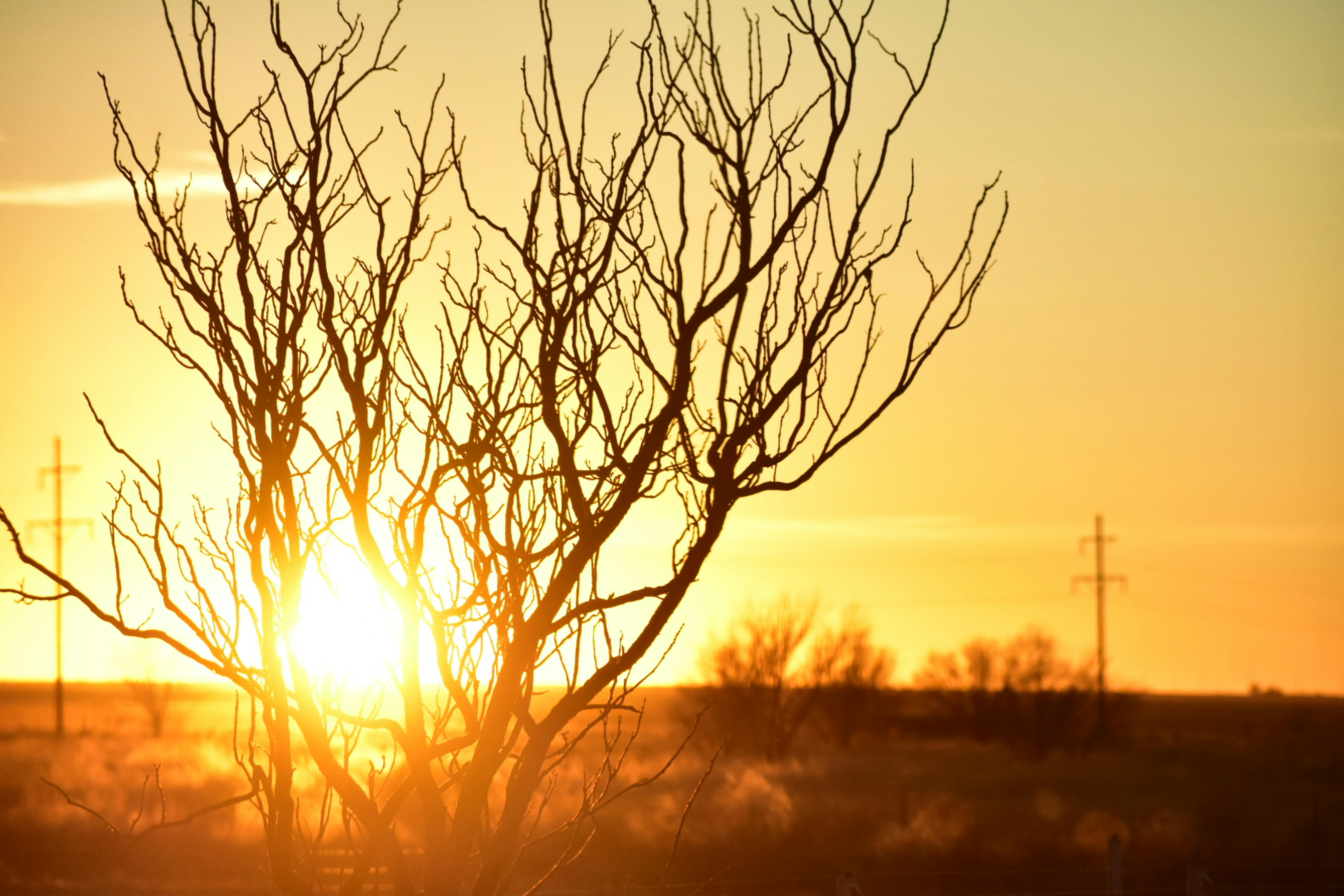 Photo of Branches during Golden Hour · Free Stock Photo